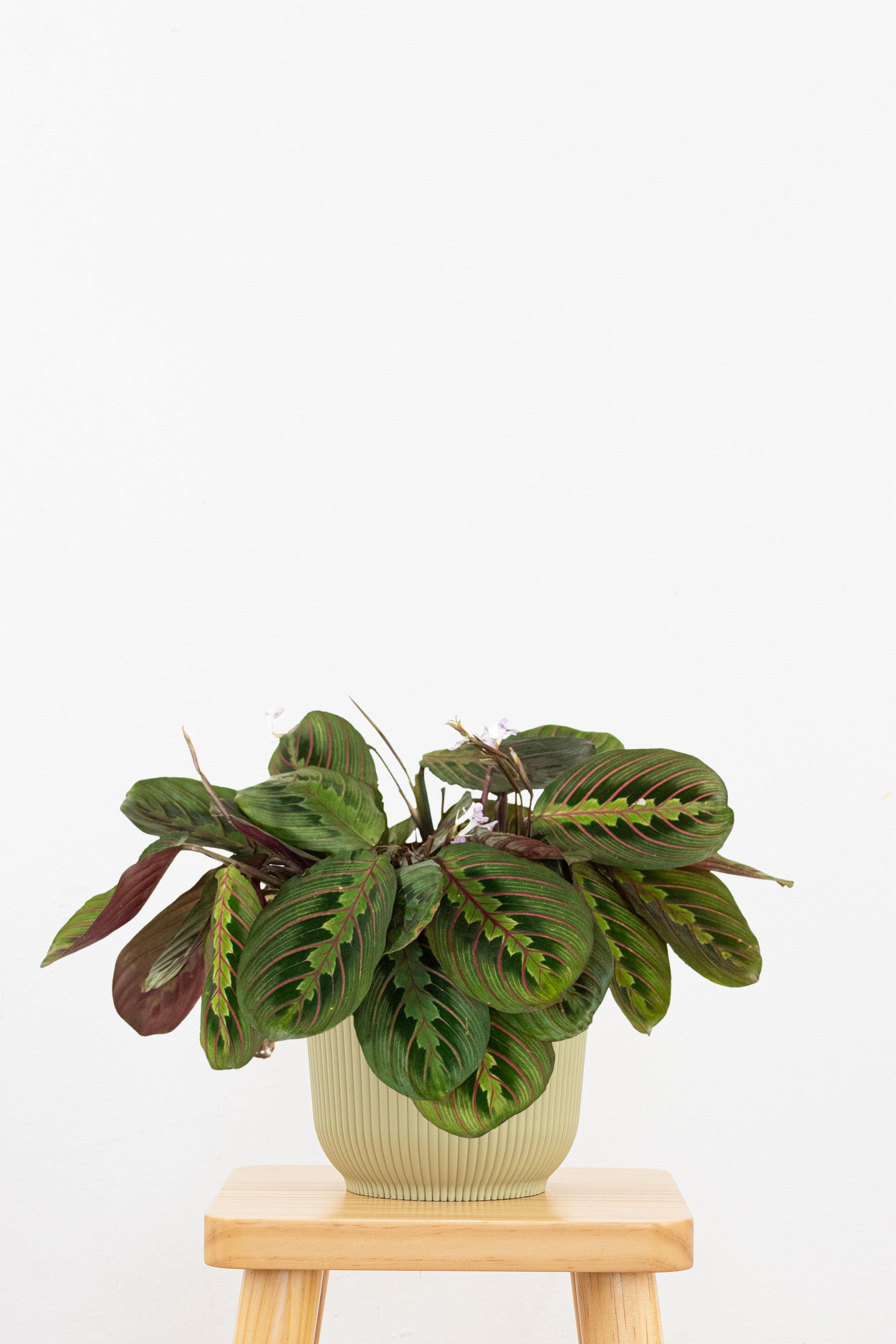 Maranta Red Prayer