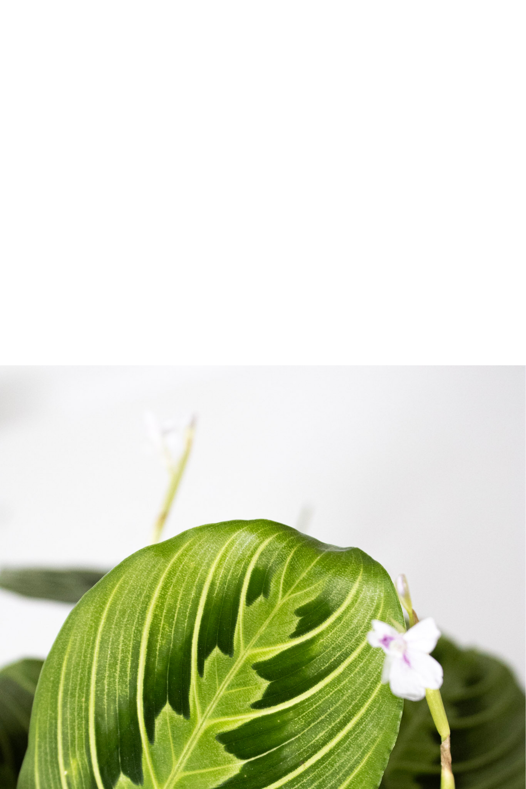 Maranta Green Prayer