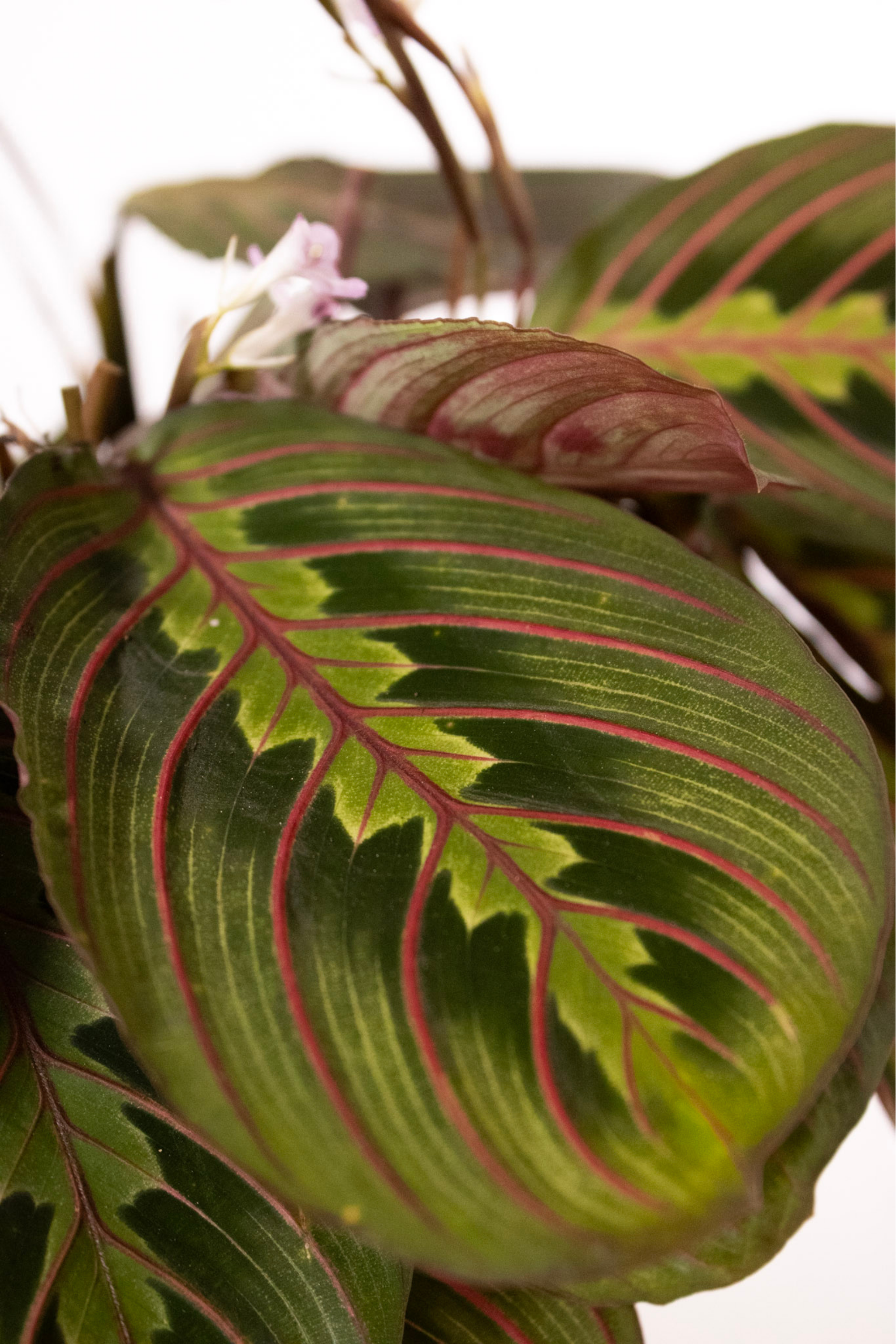 prayer plant maranta red Red Prayer Plant - Maranta - Easy to Grow House Plant