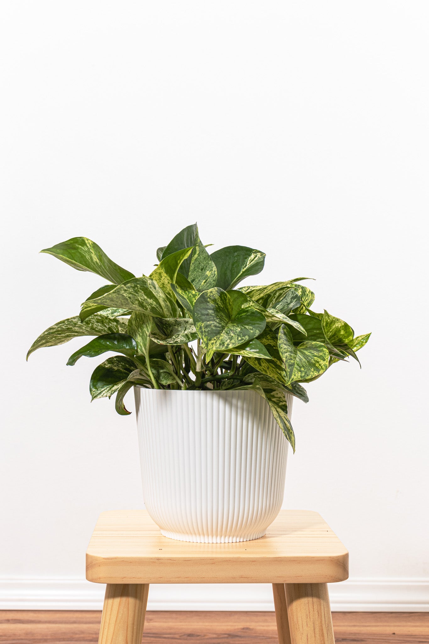 United Nursery Marble Queen Pothos - Thumbnail 4