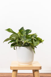 Marble Queen Pothos