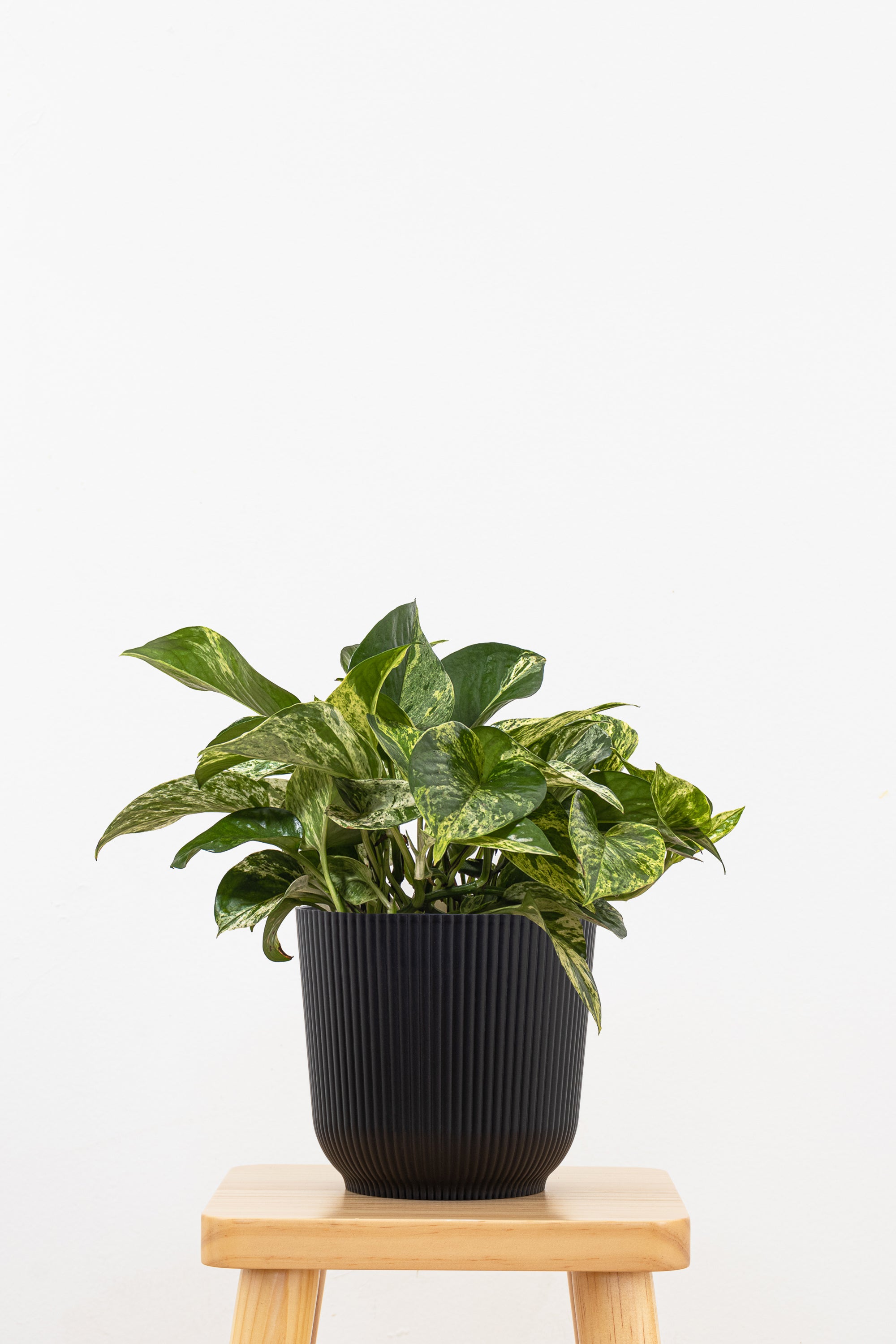 Marble Queen Pothos