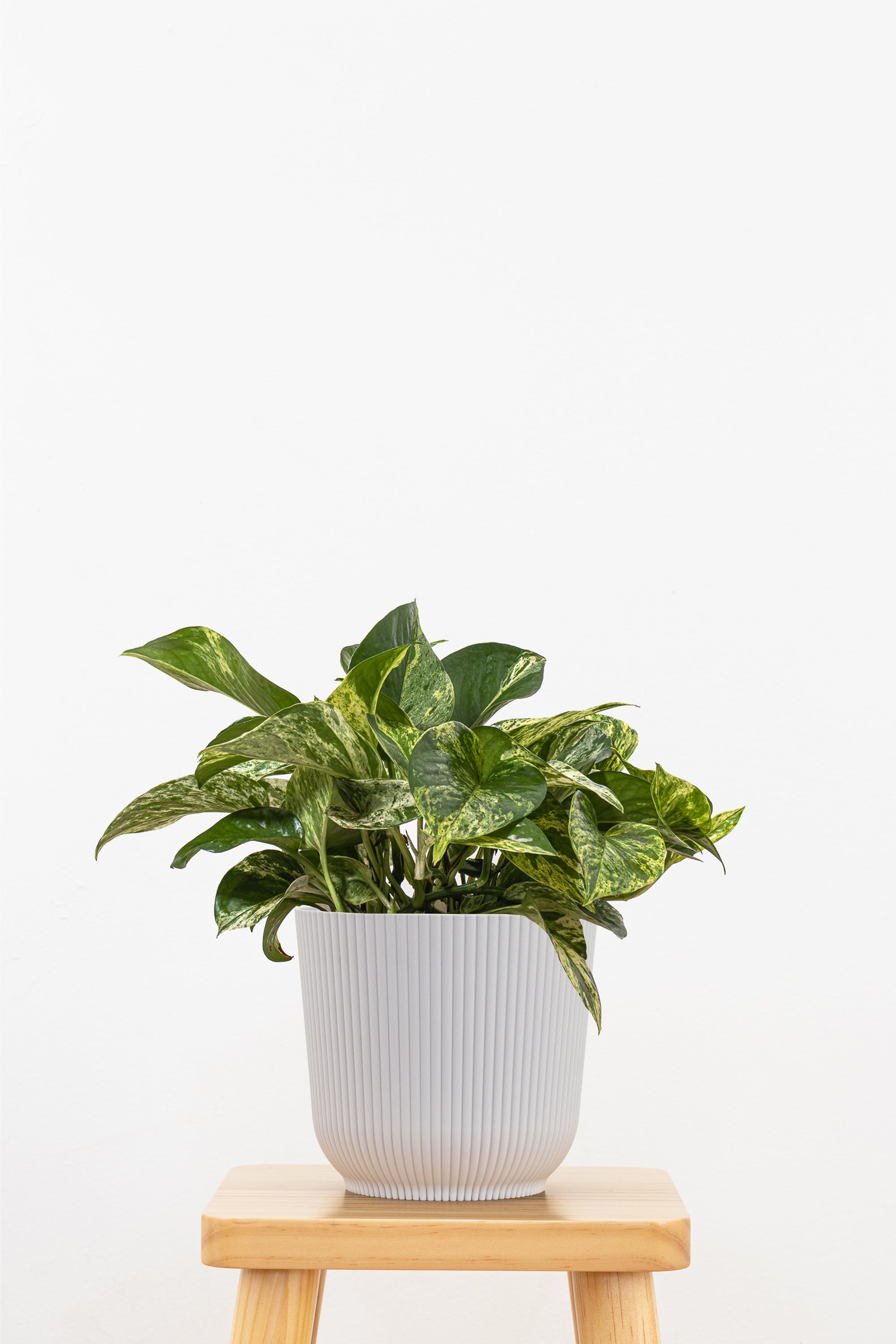 Marble Queen Pothos