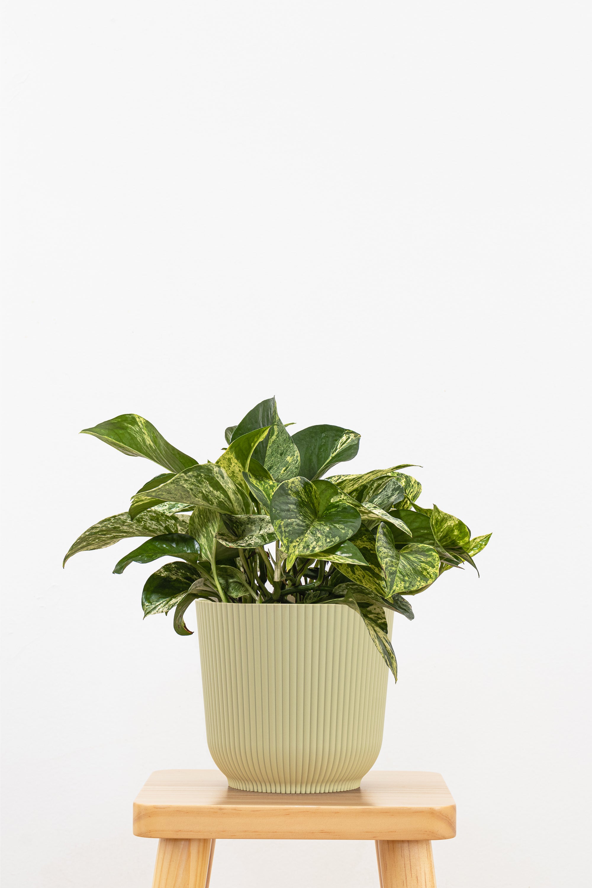 United Nursery Marble Queen Pothos - Thumbnail 2
