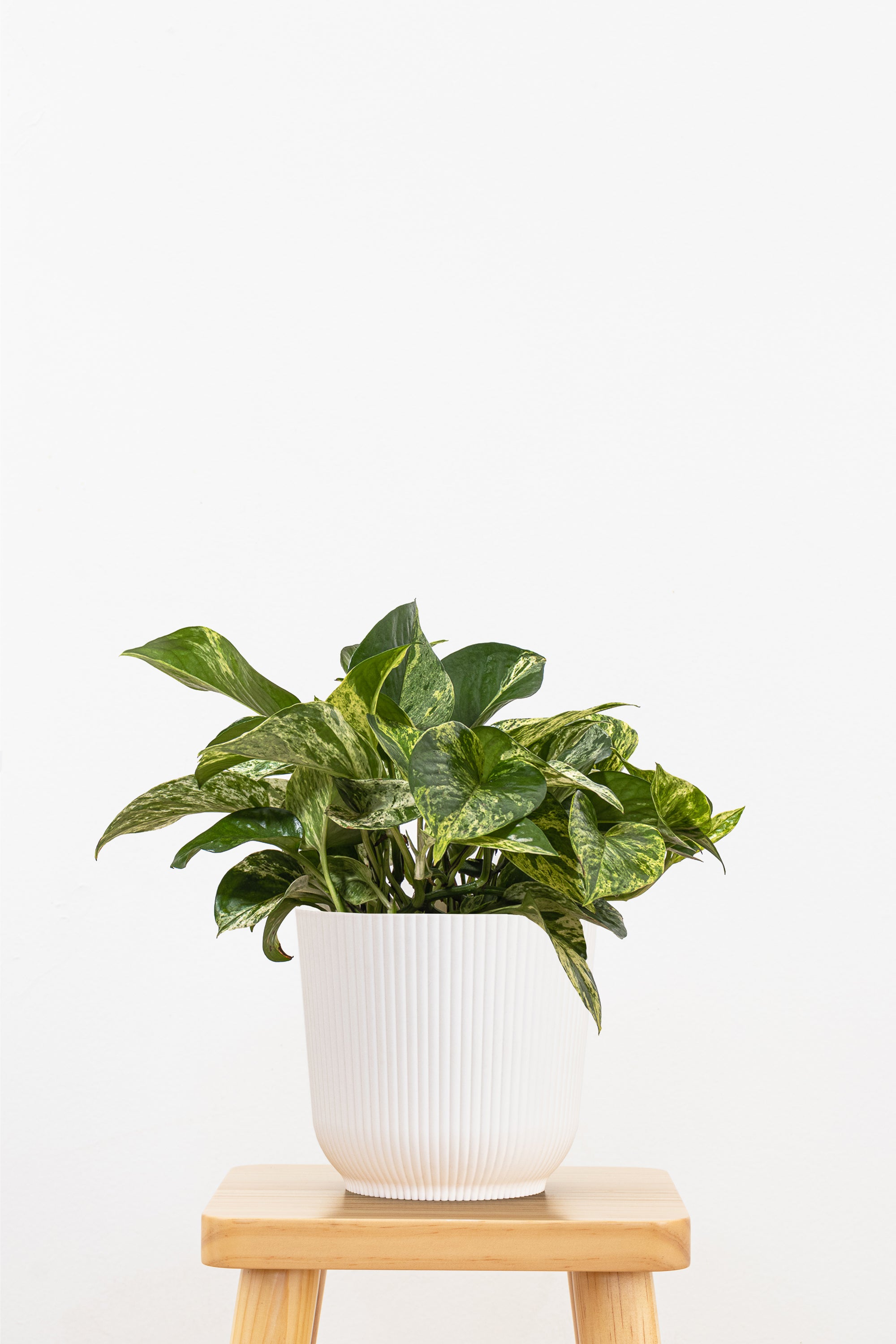 Marble Queen Pothos