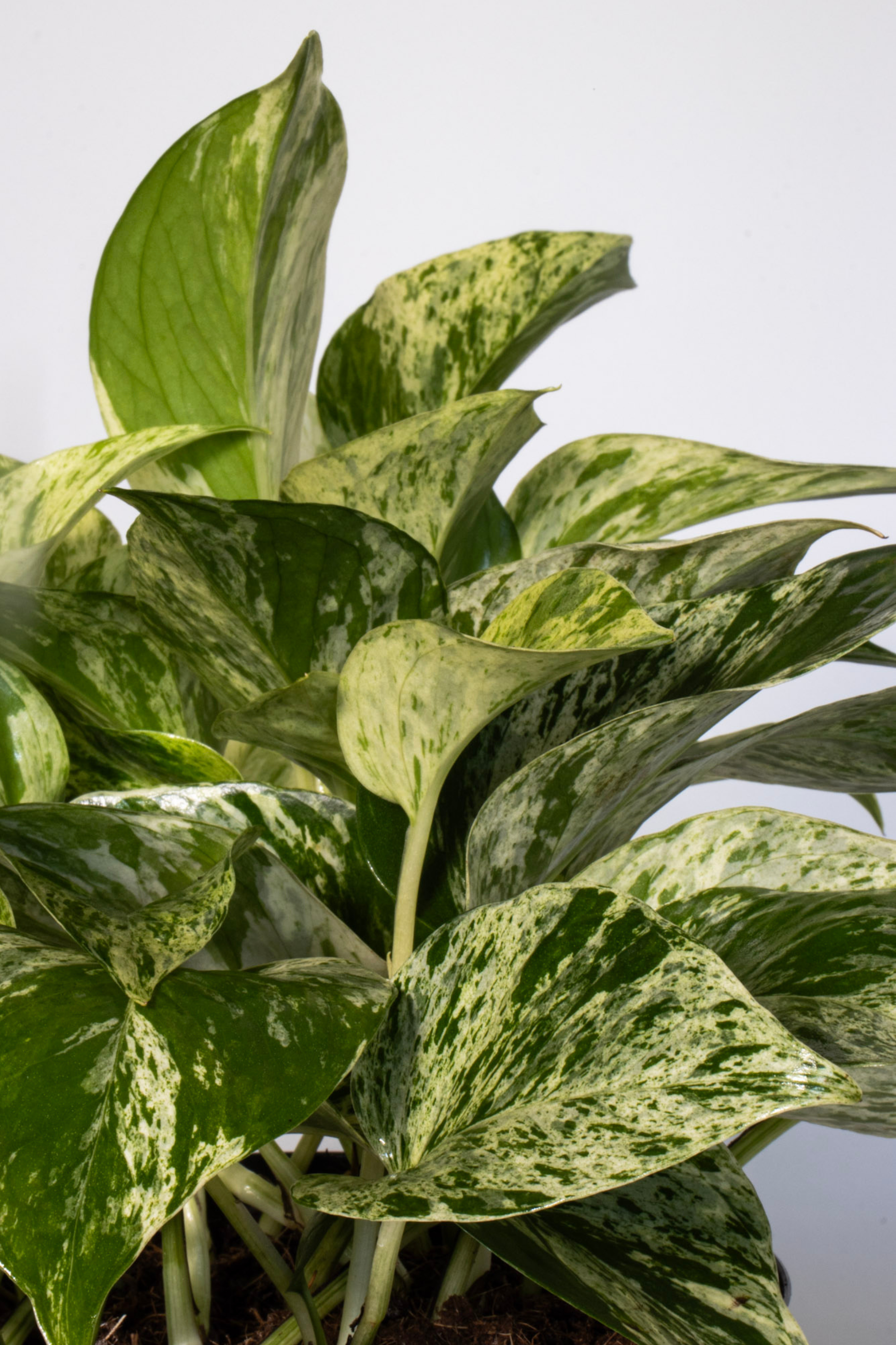 pothos plant marble queen Marble Queen Pothos 6 in. Plant