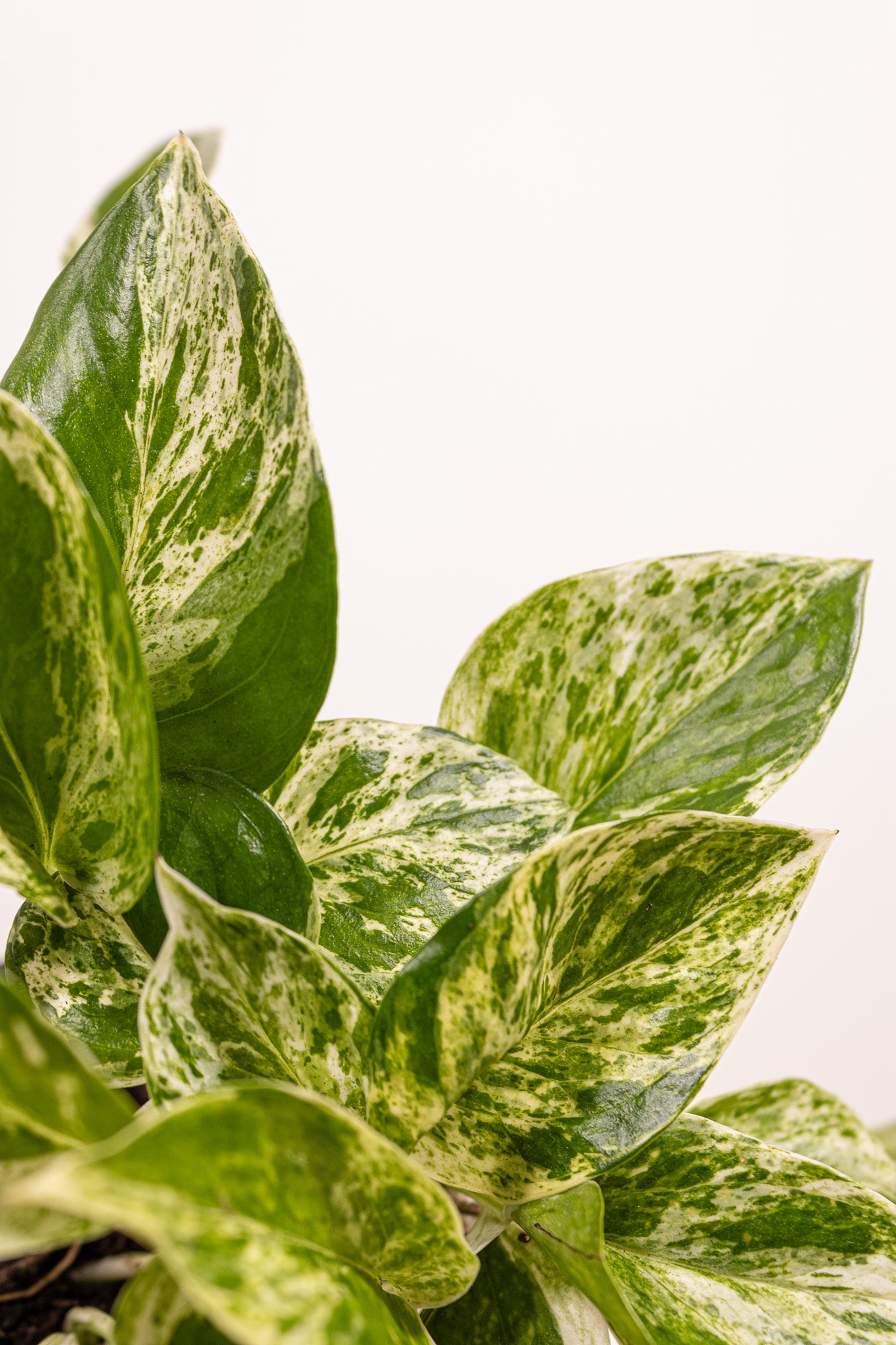 marble queen pothos white Pothos Marble Queen | Epipremnum Marble Queen Pothos Plant in 4” Pot | Easy-Care Potted Houseplants for sale | Trailing Indoor Plants