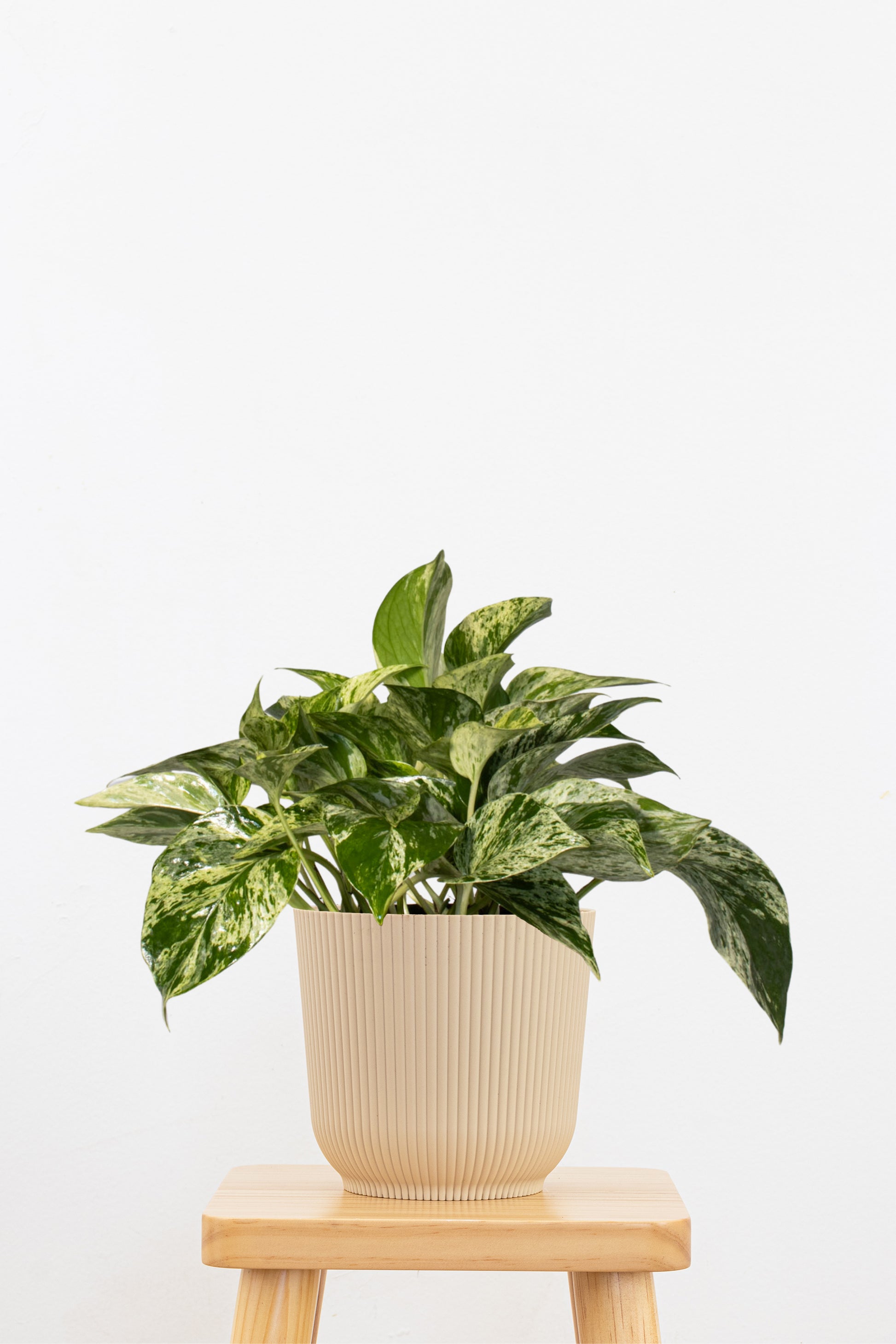 pothos potted plant Marble Queen Pothos 6 in. Plant