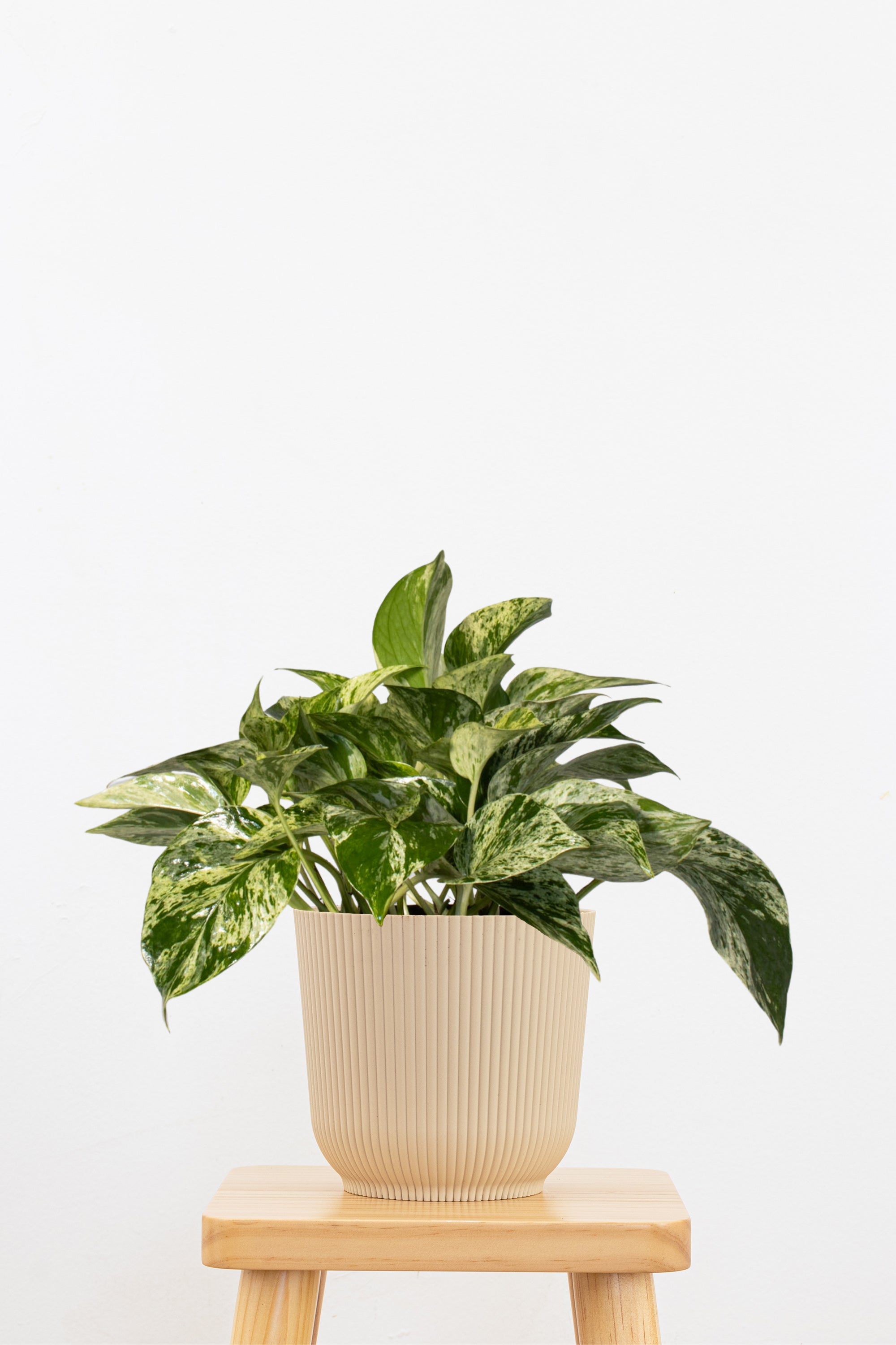 Marble Queen Pothos