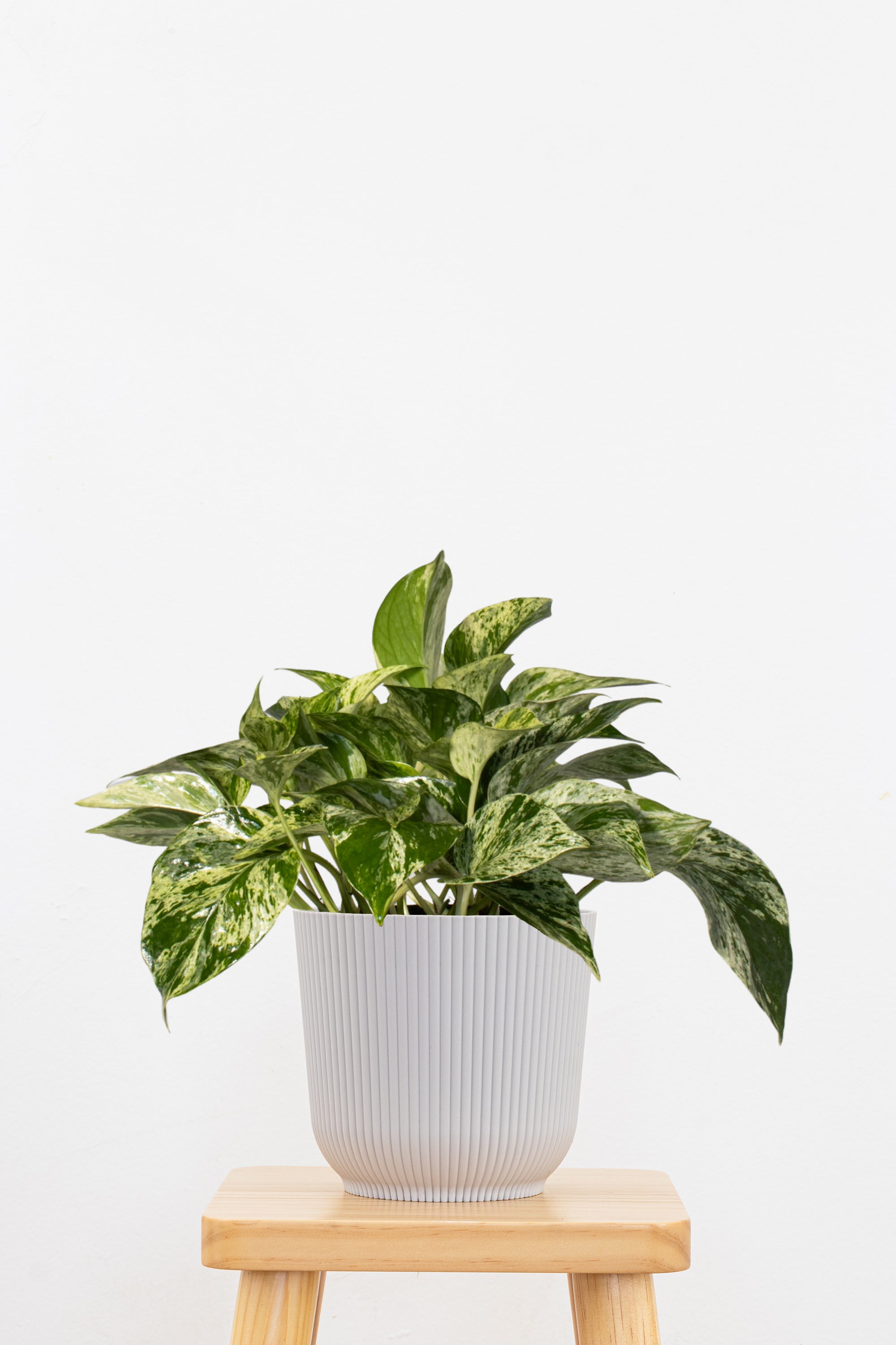 Marble Queen Pothos