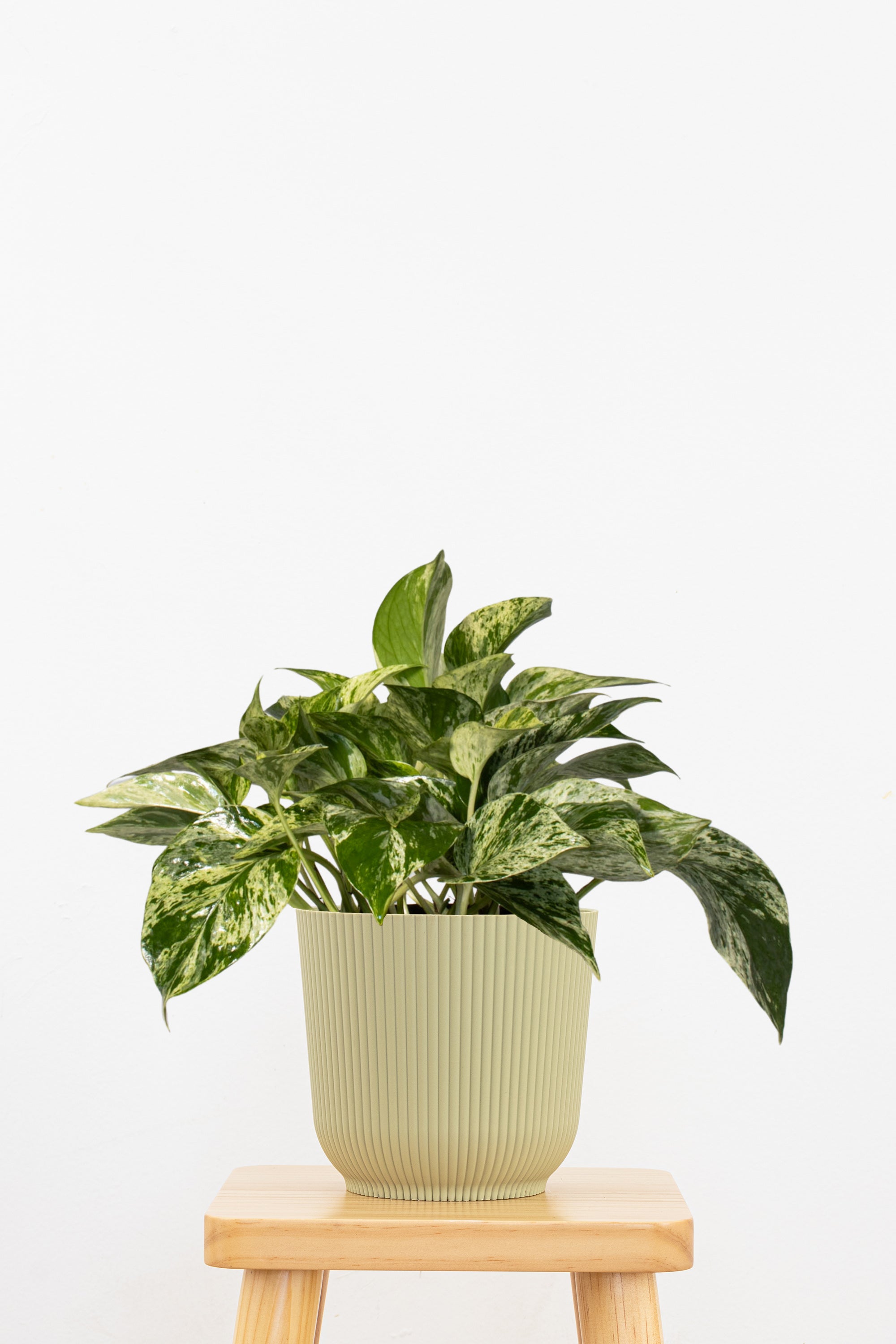 Marble Queen Pothos