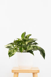 Marble Queen Pothos