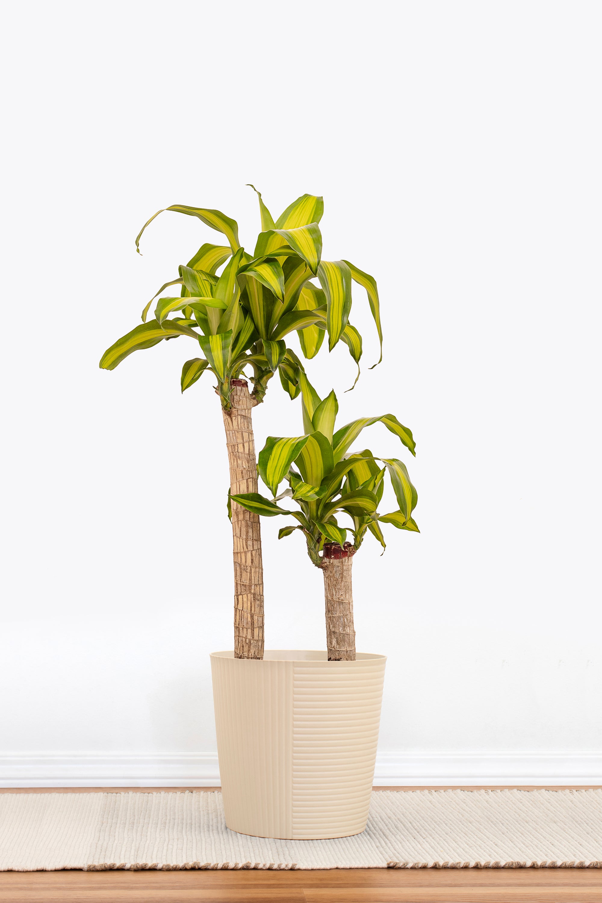 indoor plant cane Mass Cane