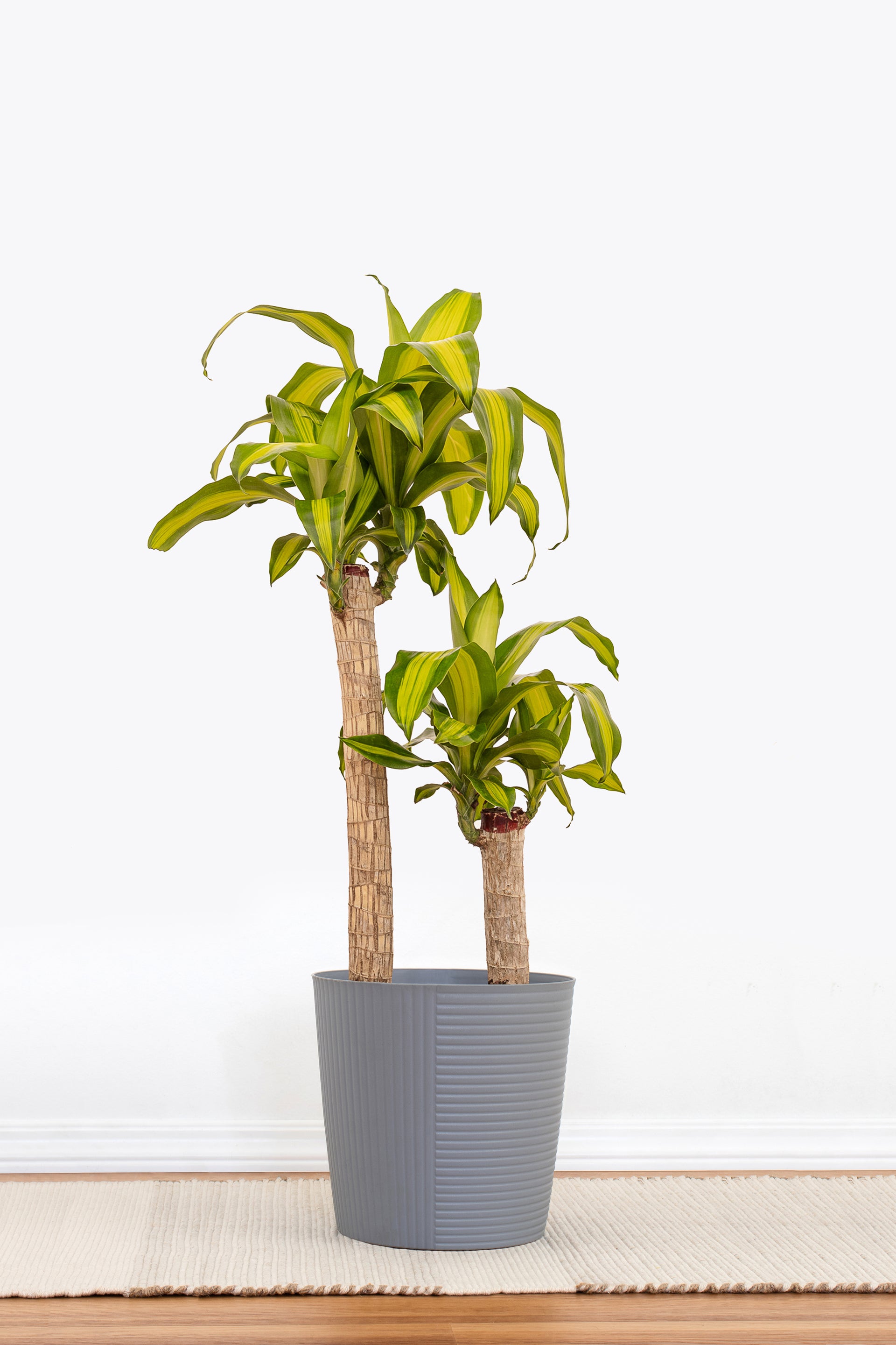 mass cane plant air purifier Mass Cane - Large