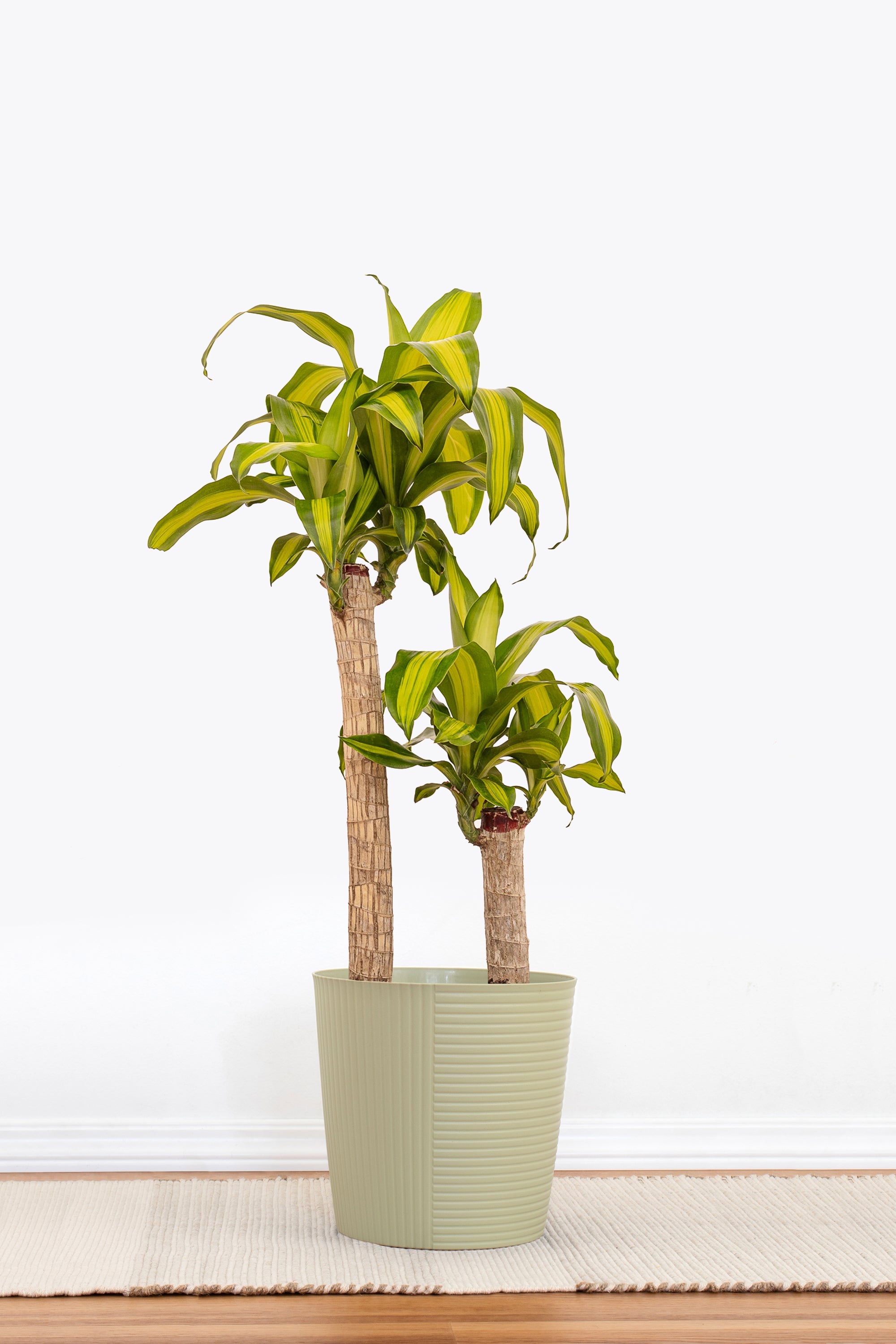 mass cane indoor plant Mass Cane