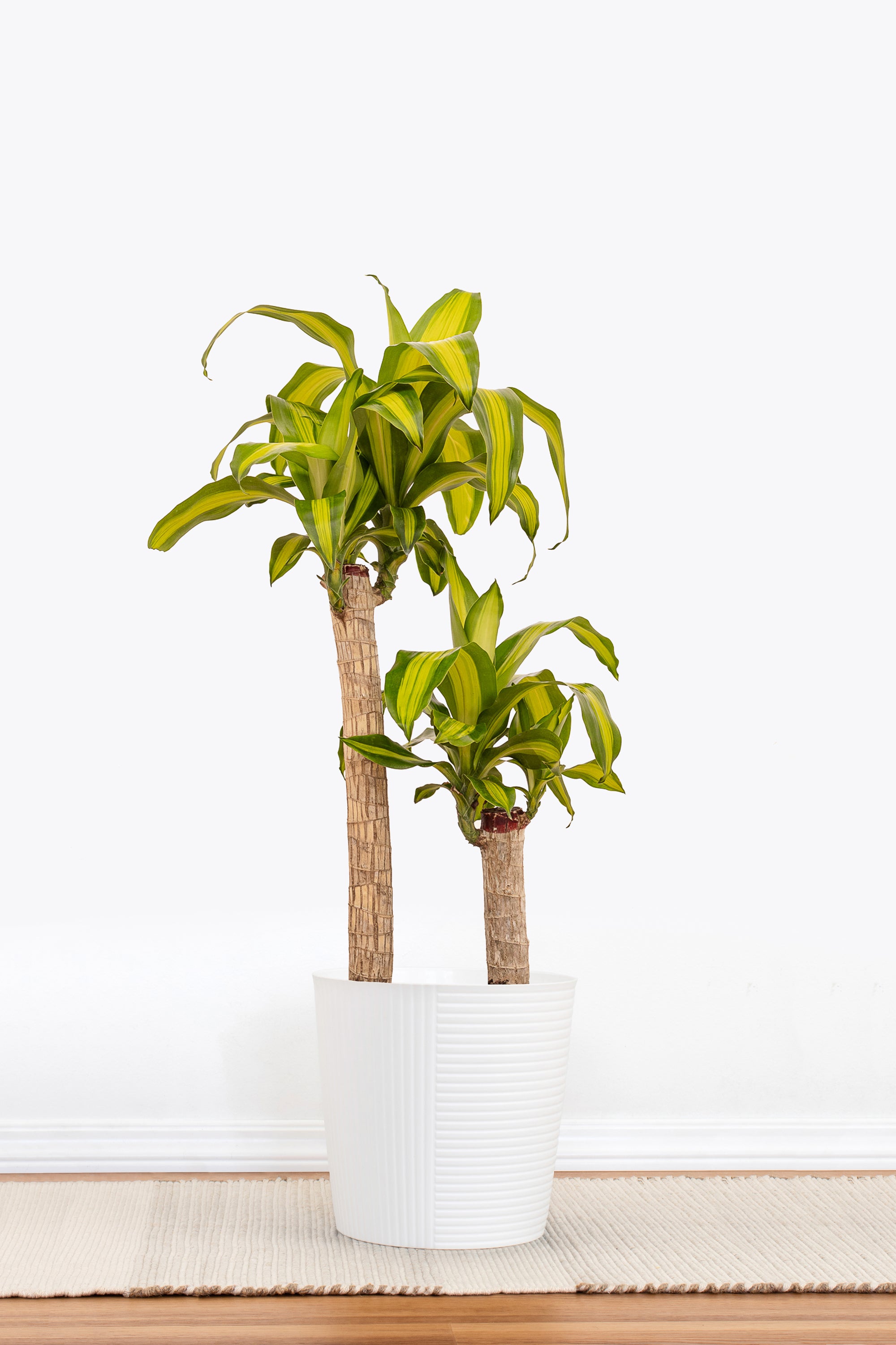 cane house plant care Mass Cane