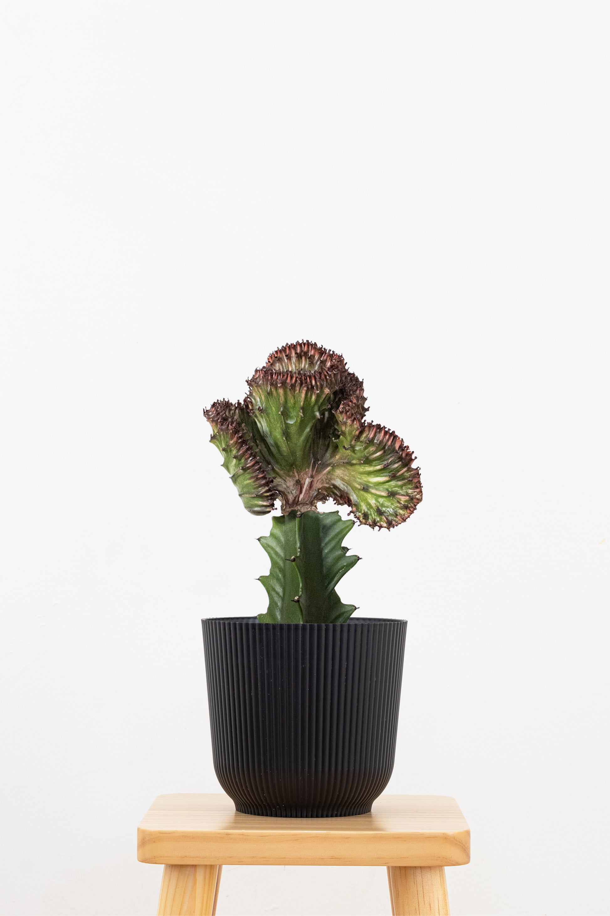 mermaid tail succulent for sale near me Green Mermaid Tail Plant in 6-in Decor Pot Coral Cactus