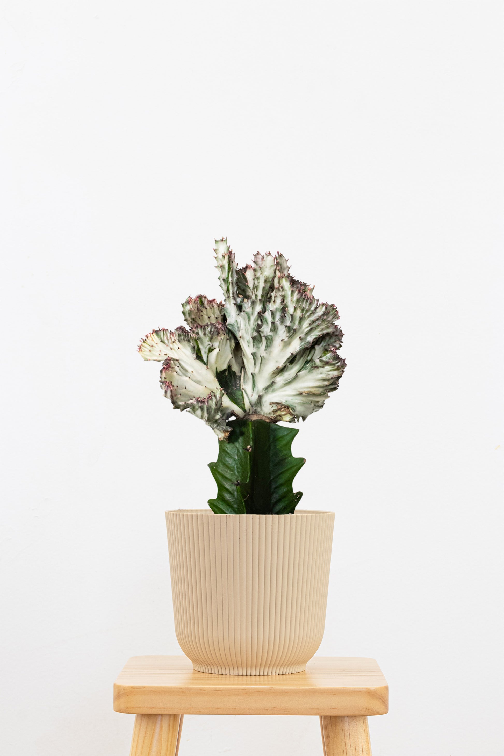 mermaid tail succulent price Purple Mermaid Tail Cactus Plant in 6-in Decor Pot, Coral Cactus