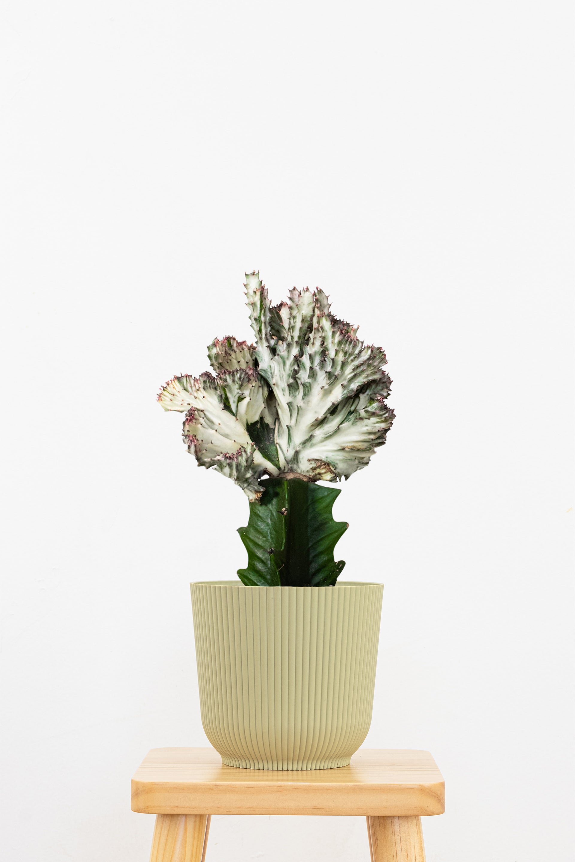 mermaid tails succulent Purple Mermaid Tail Cactus Plant in 6-in Decor Pot, Coral Cactus