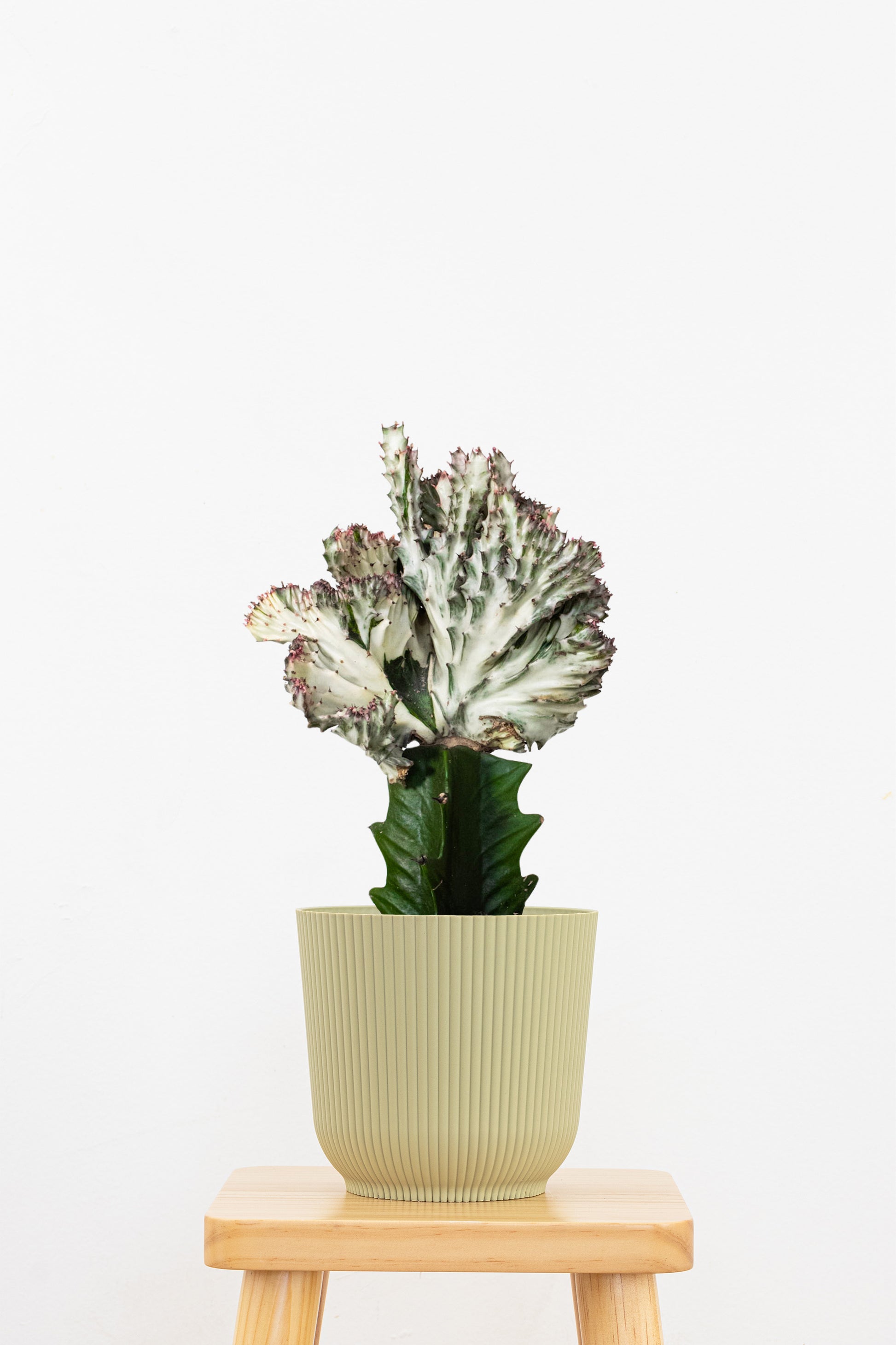 mermaid tail succulent for sale Purple Mermaid Tail Cactus Plant in 6-in Decor Pot, Coral Cactus