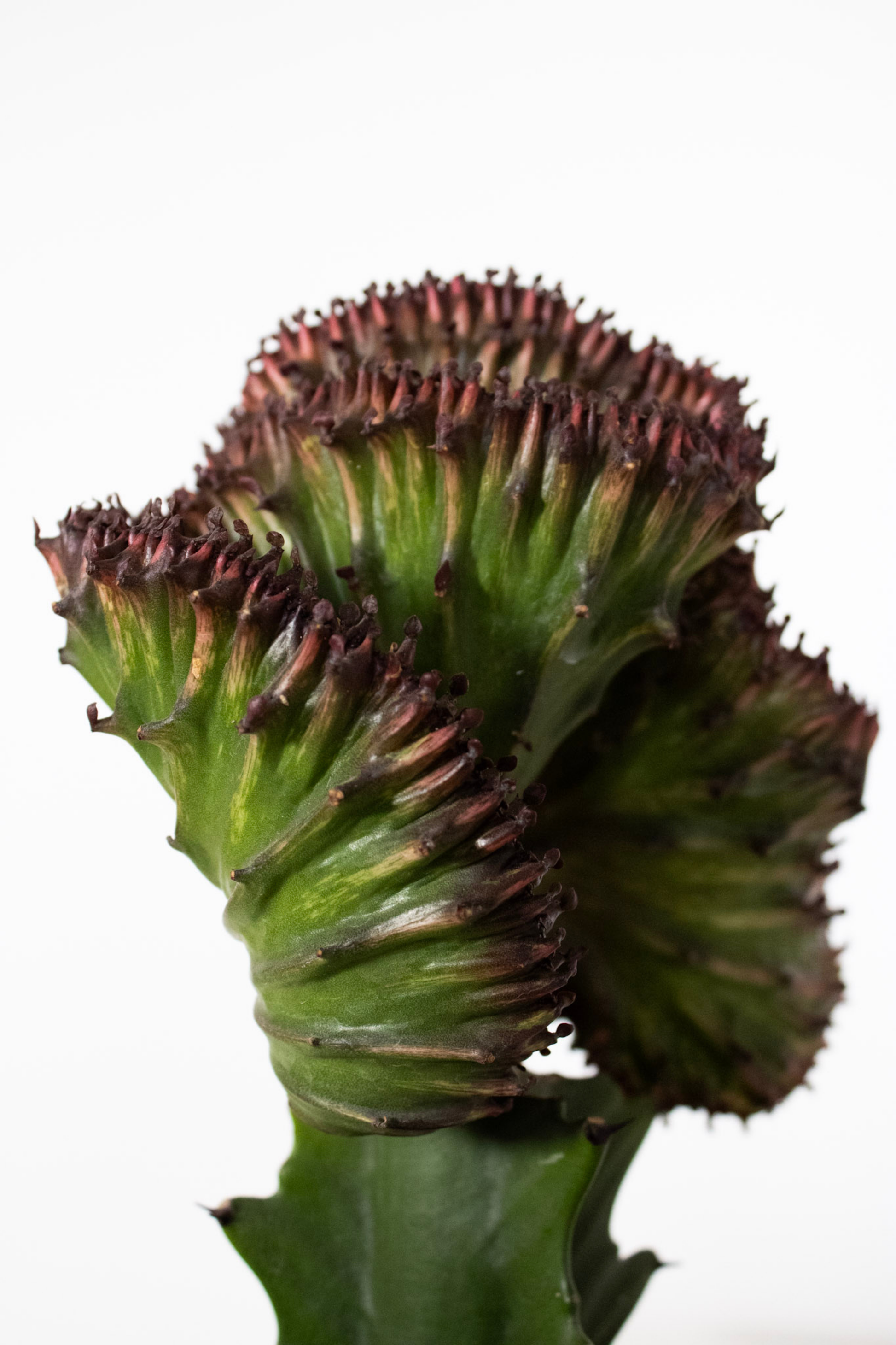 mermaid tail succulent near me Green Mermaid Tail Plant in 6-in Decor Pot Coral Cactus