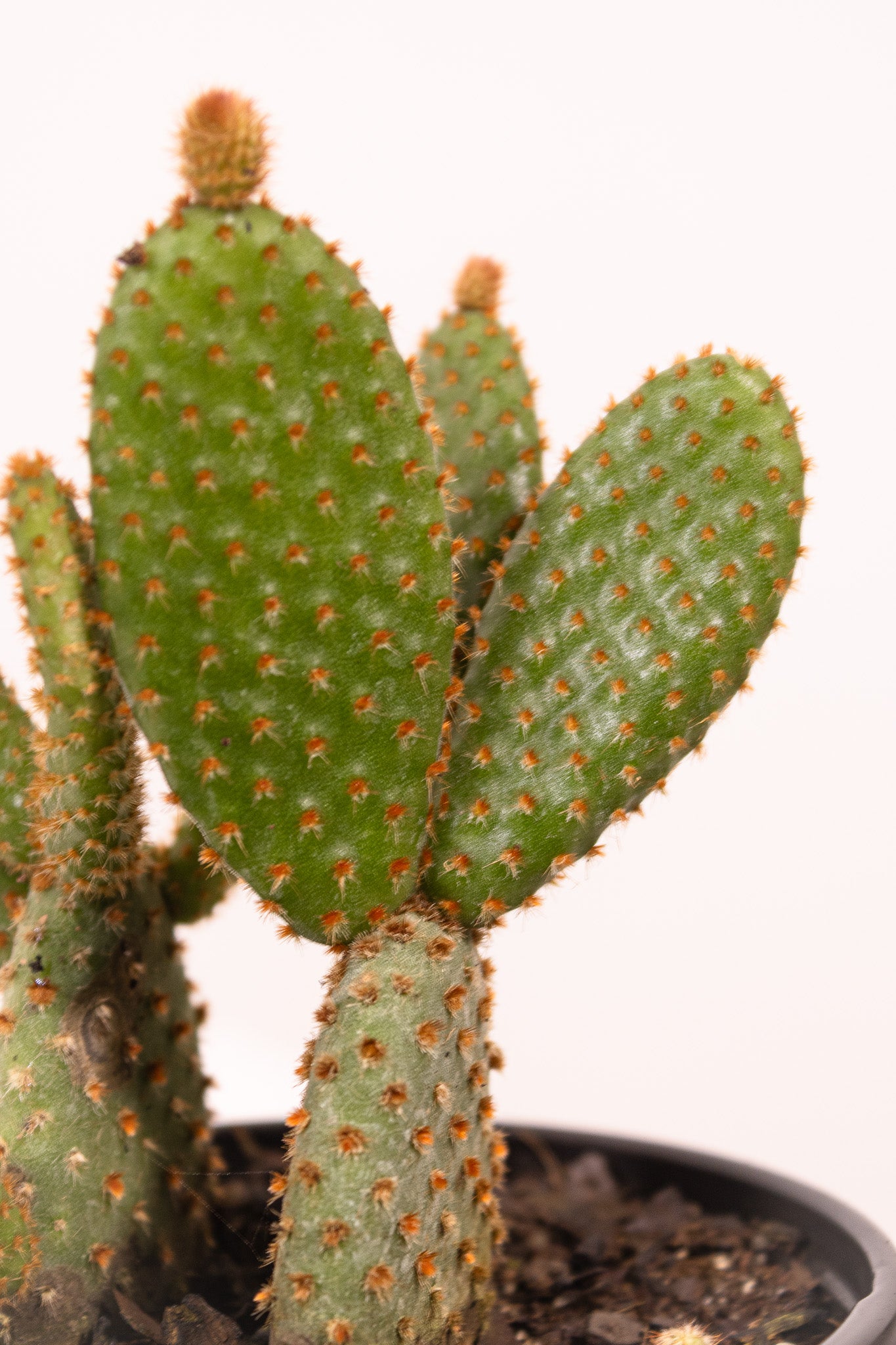 bunny ear cactus vs prickly pear Opuntia Bunny Ear Cactus
