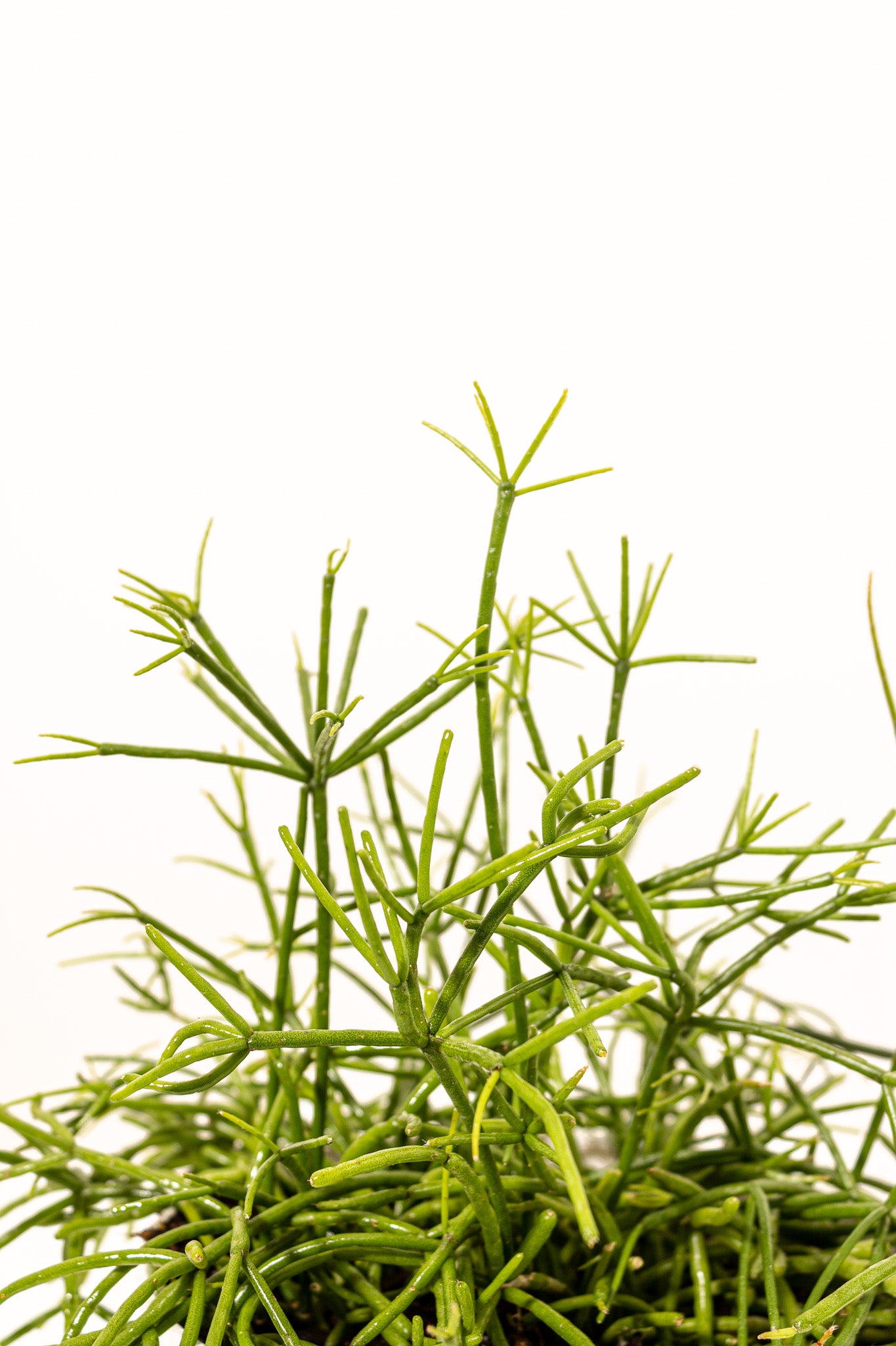United Nursery Mistletoe Cactus - Thumbnail 3