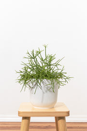 Mistletoe Cactus