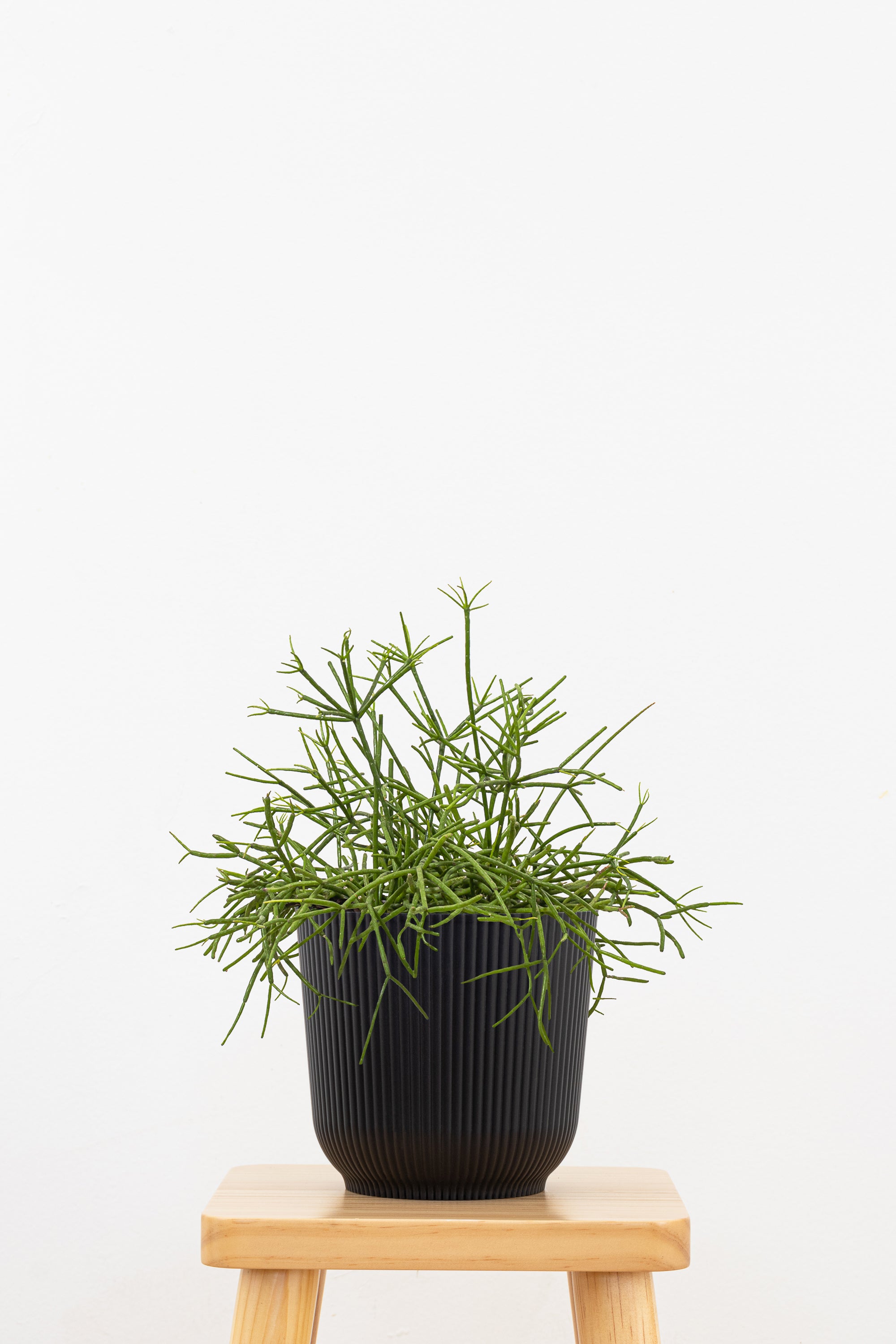 United Nursery Mistletoe Cactus