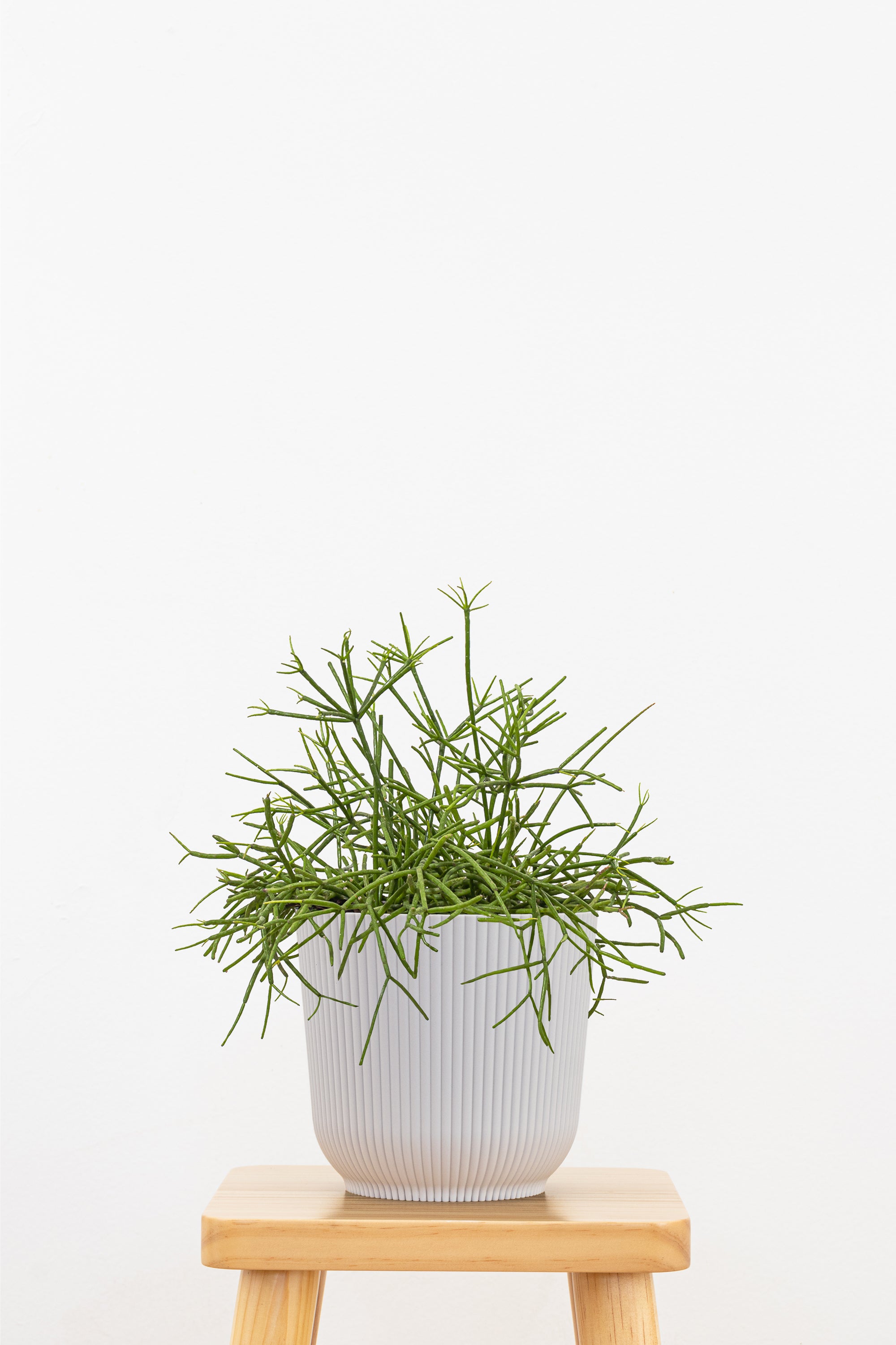 rhipsalis indoor plant Mistletoe Cactus in 6-inch Decor Pot, Rhipsalis Baccifera