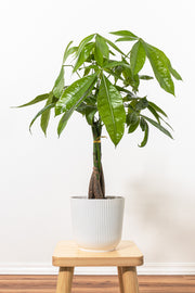 Money Tree
