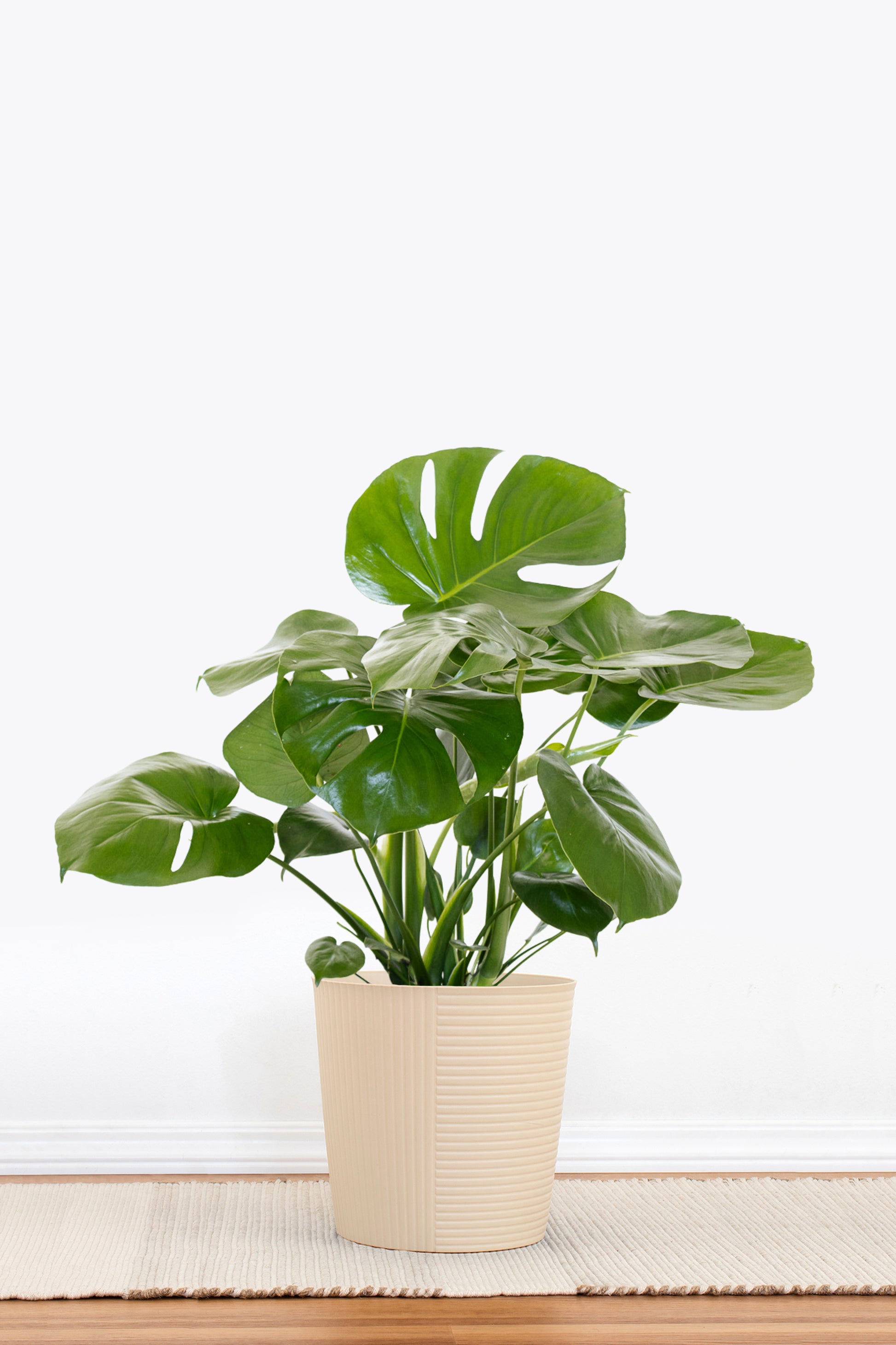 west elm monstera plant Monstera Deliciosa