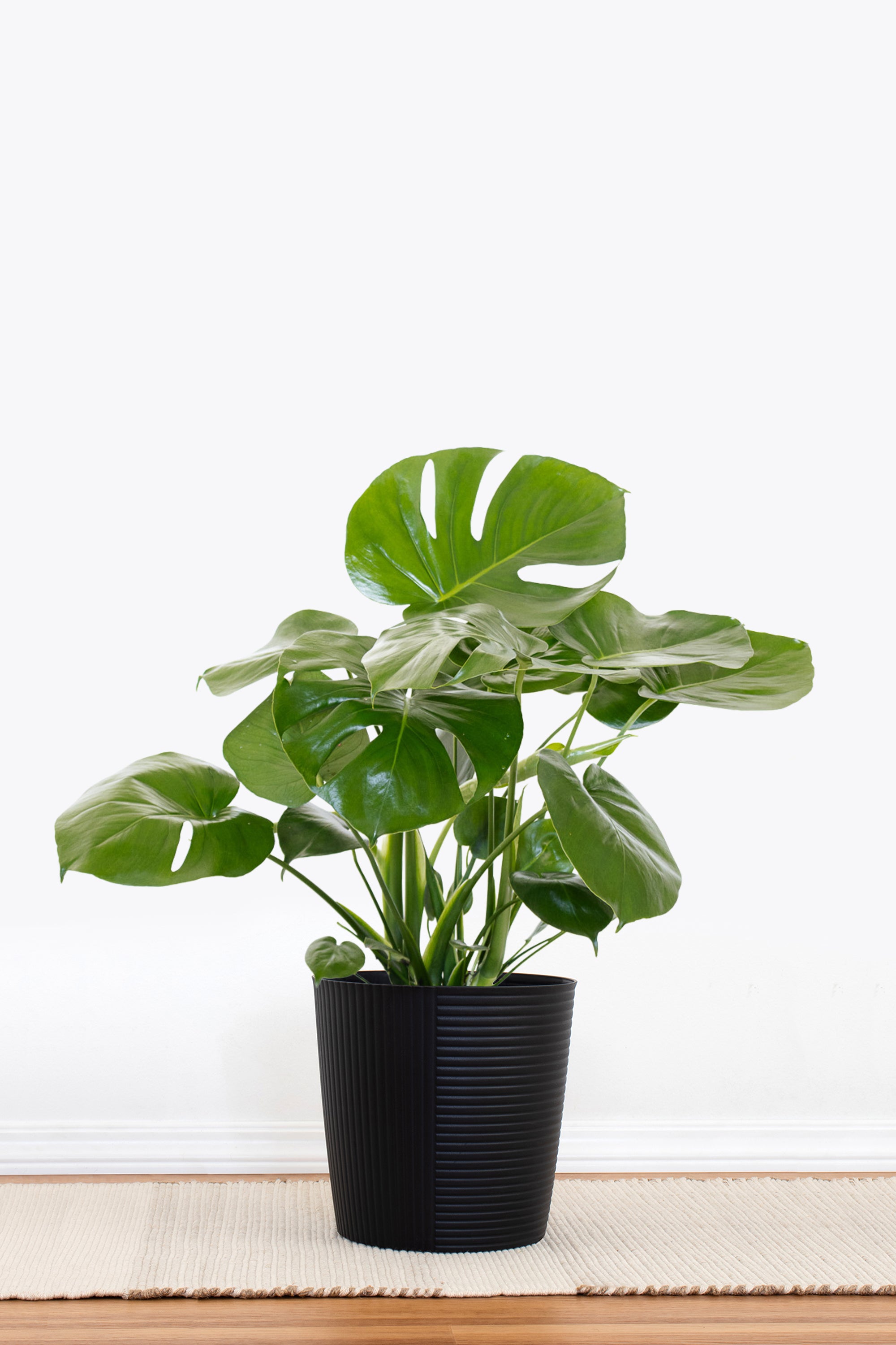 monstera plant black Monstera Deliciosa