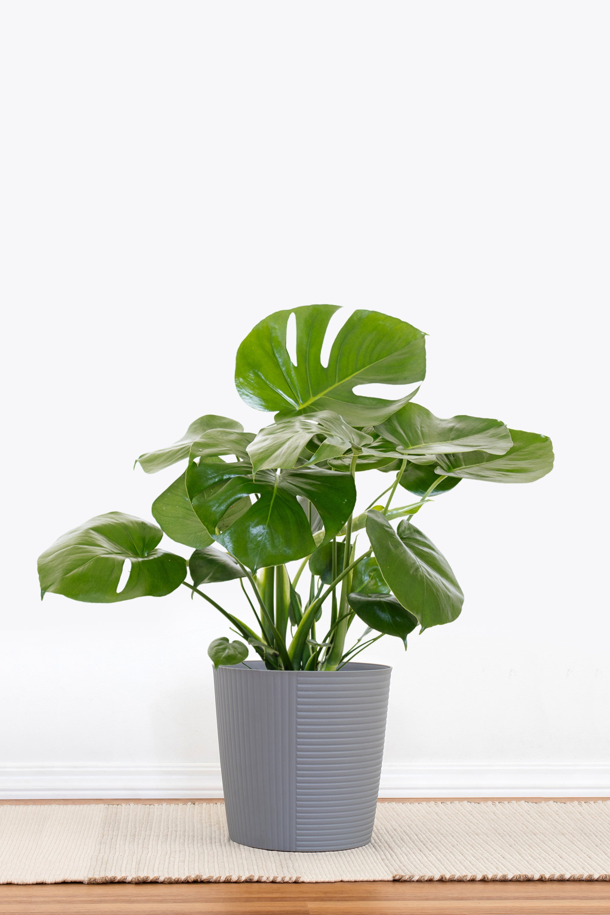 monstera deliciosa buy Monstera Deliciosa