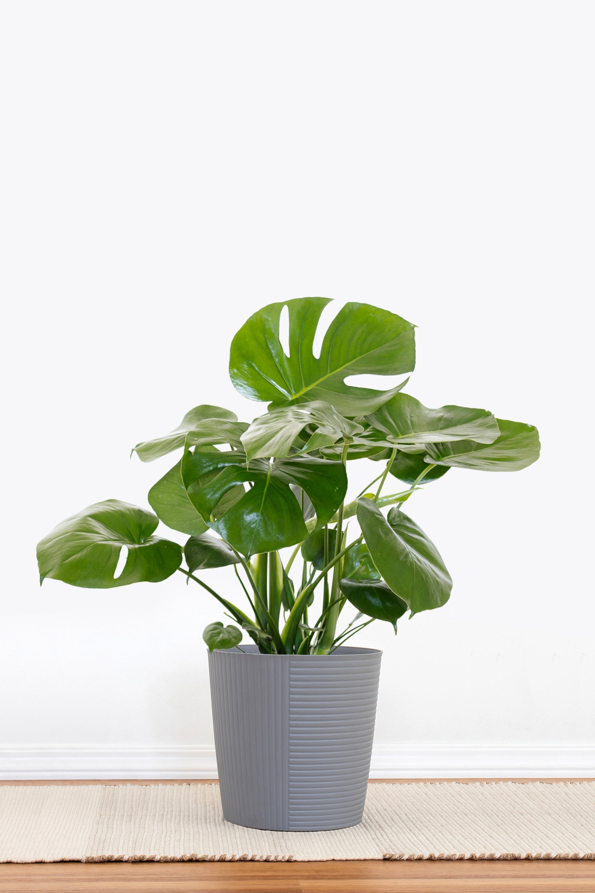 Monstera Deliciosa