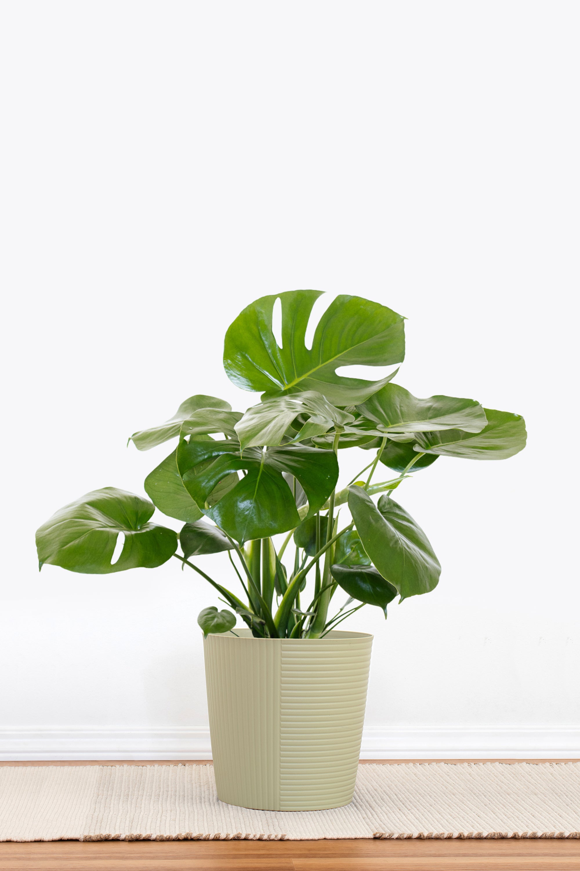 Monstera Deliciosa | United Nursery