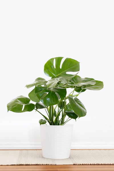 grande monstera deliciosa Monstera Deliciosa