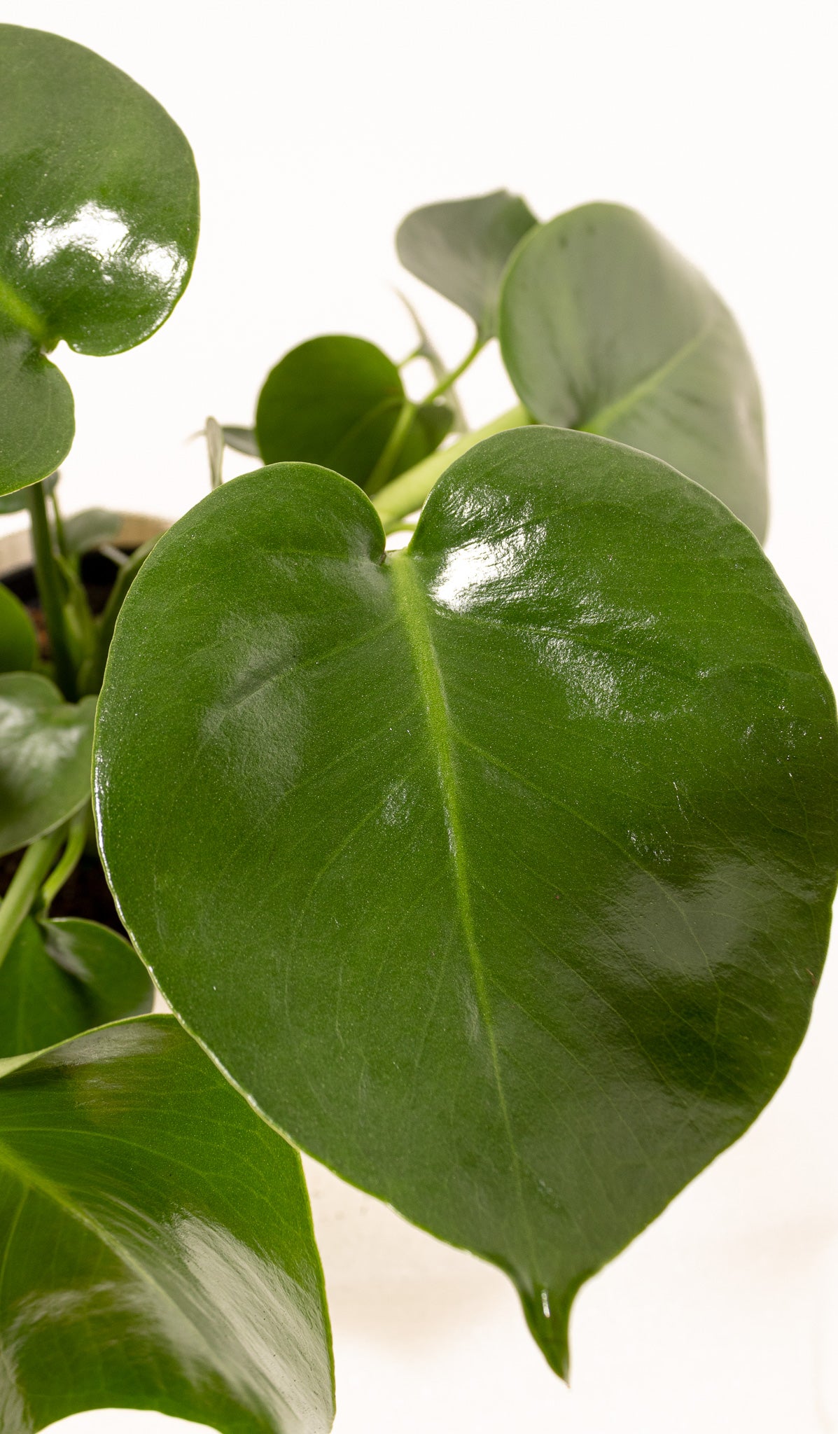 media tanam monstera deliciosa Monstera Deliciosa