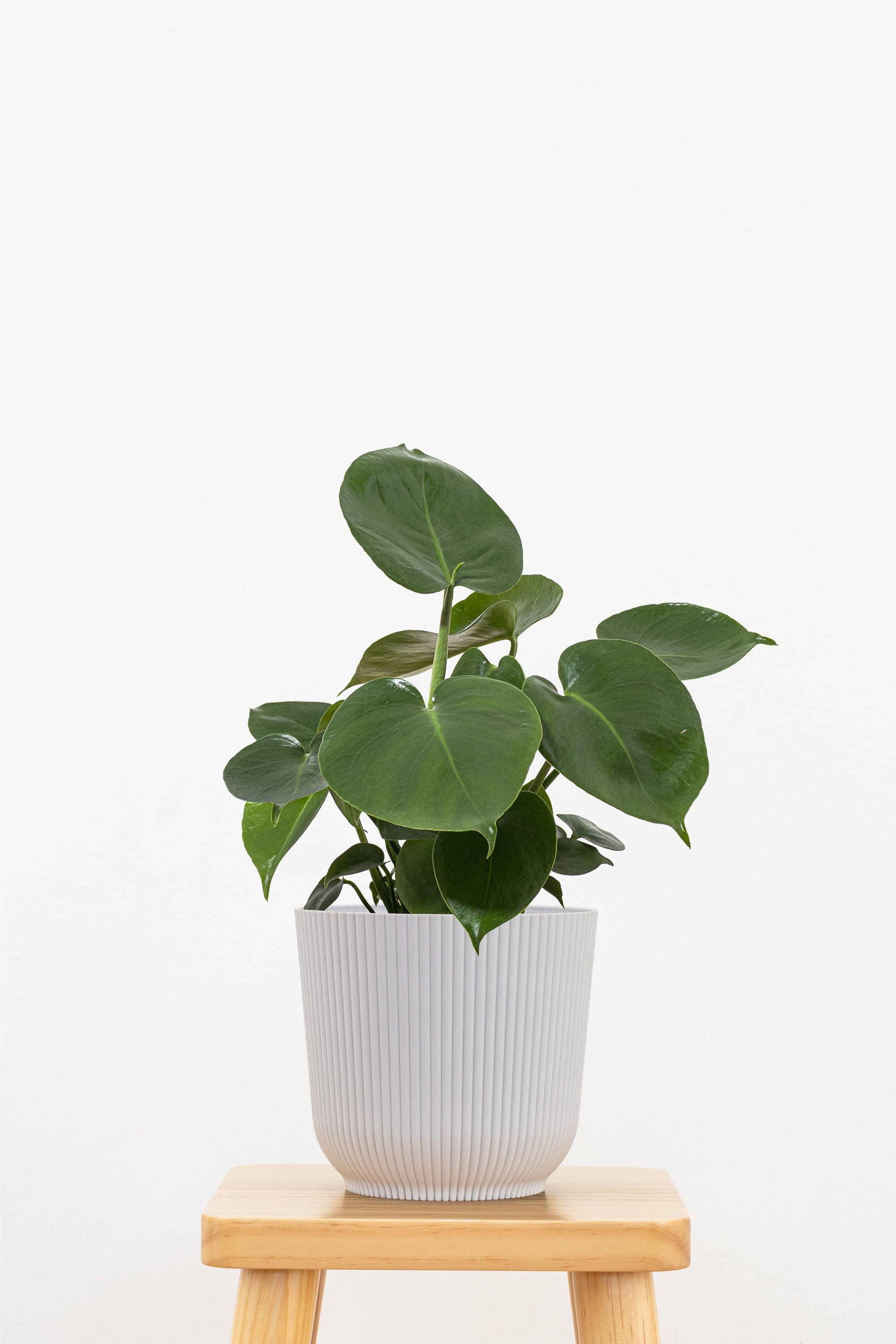 houseplant monstera Monstera Deliciosa