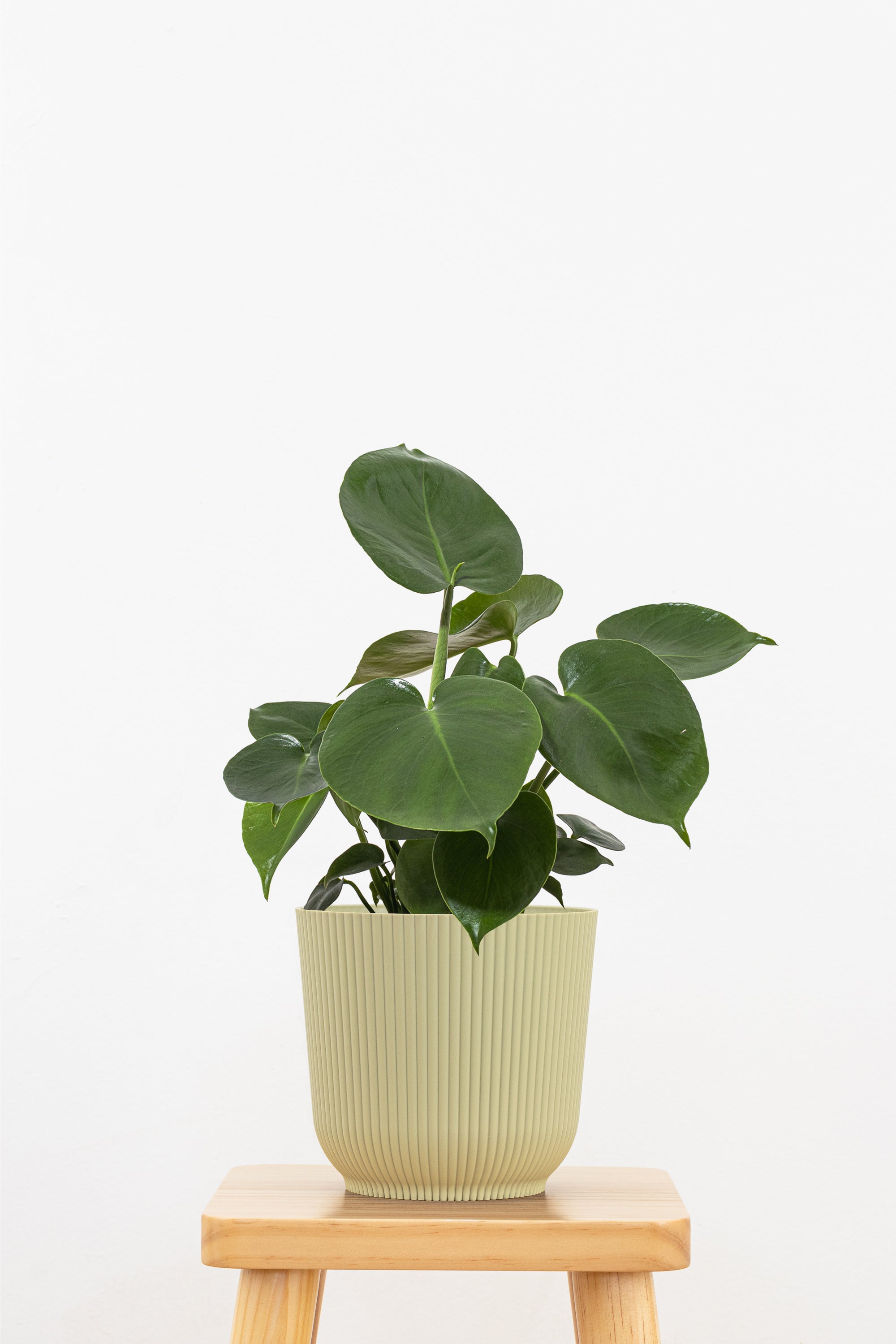 【珍希少】Monstera deliciosa Compact TOP↑cut✂︎ Monstera Deliciosa 'Compacta' *Kunzo Lineage* *Grower's