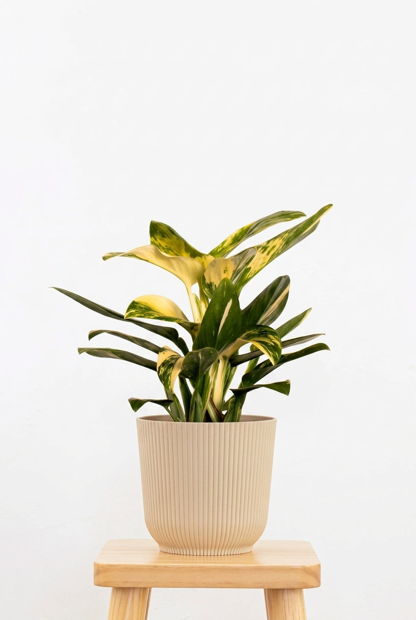 Monstera Peru Variegated