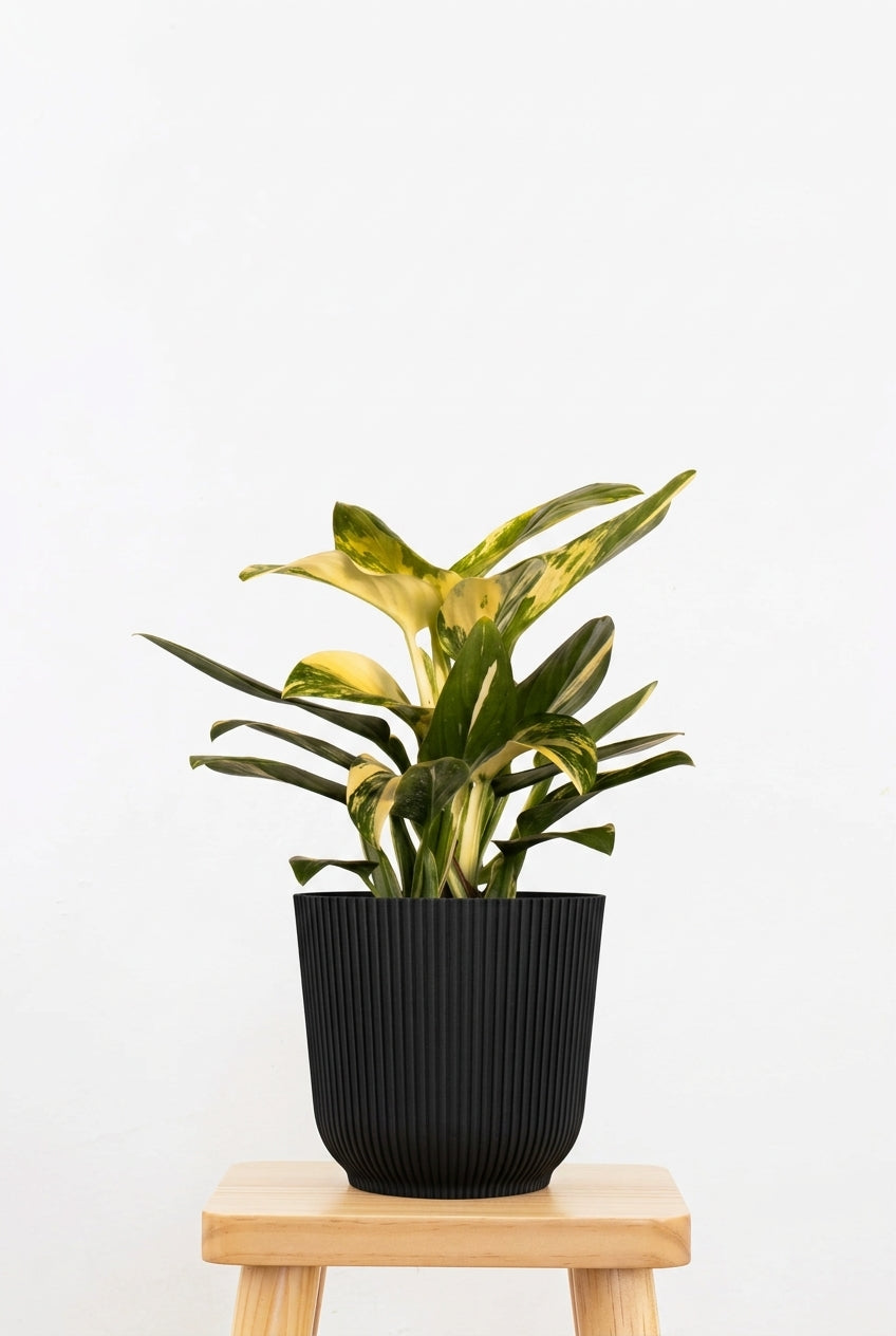 Monstera Peru Variegated
