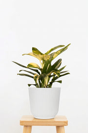 Monstera Peru Variegated