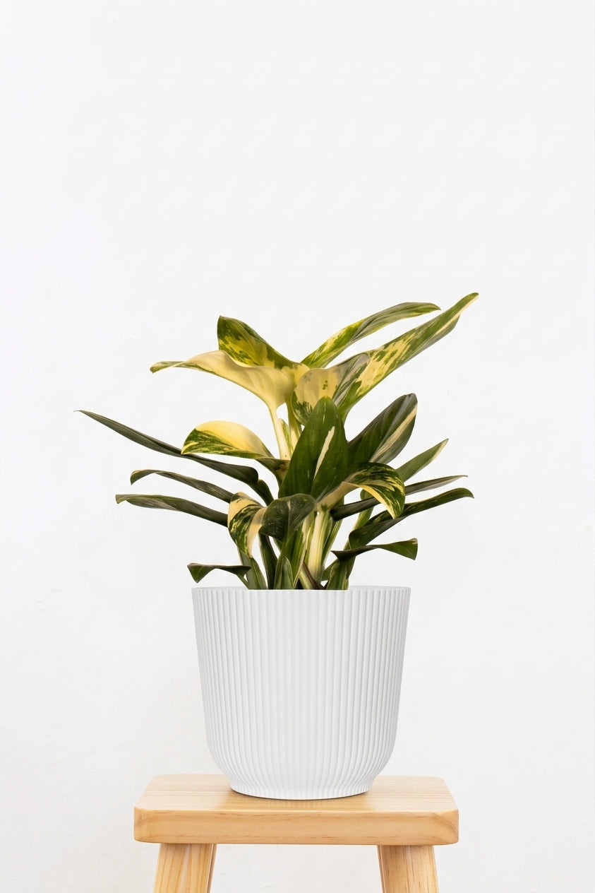 Monstera Peru Variegated