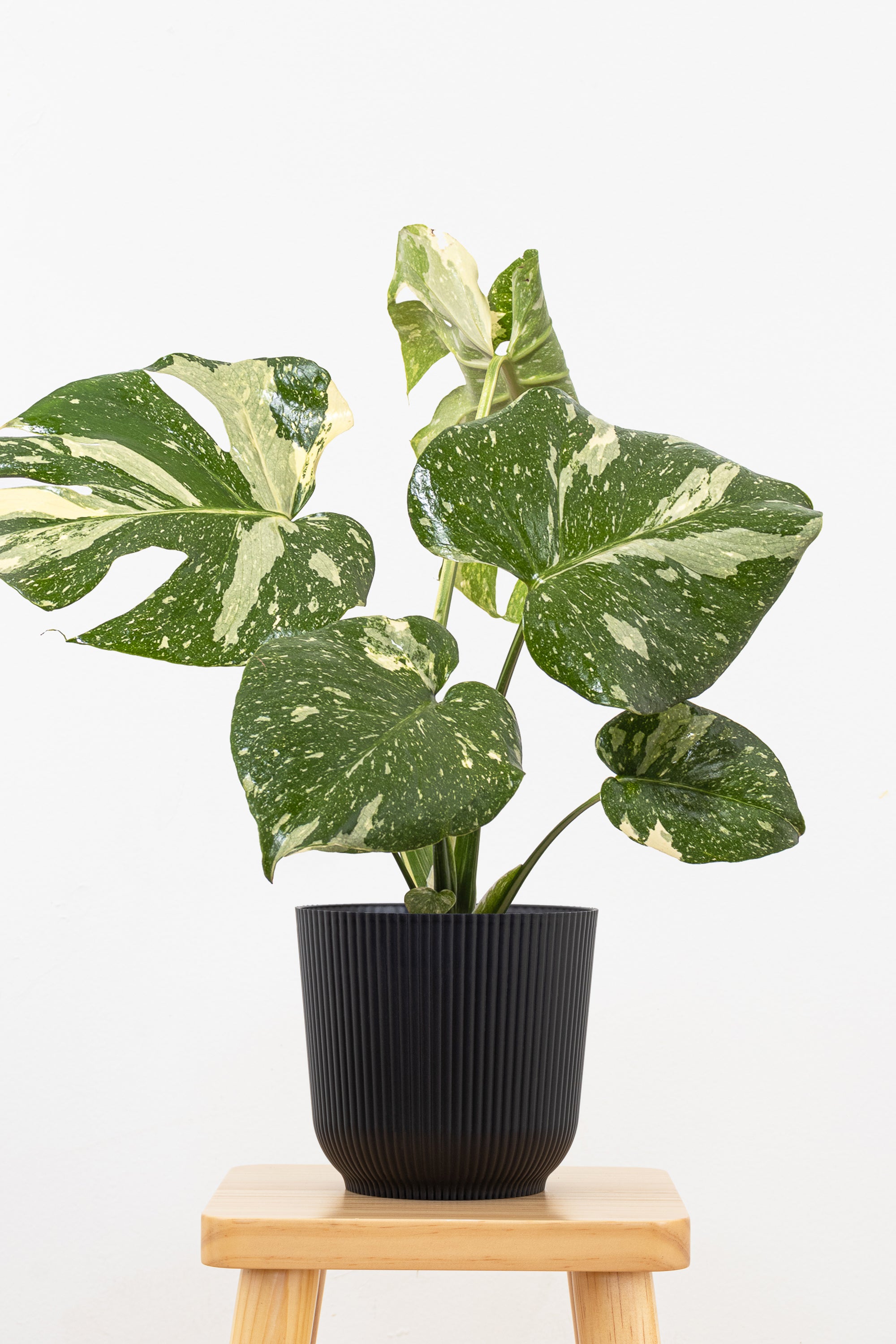 Monstera Thai Constellation