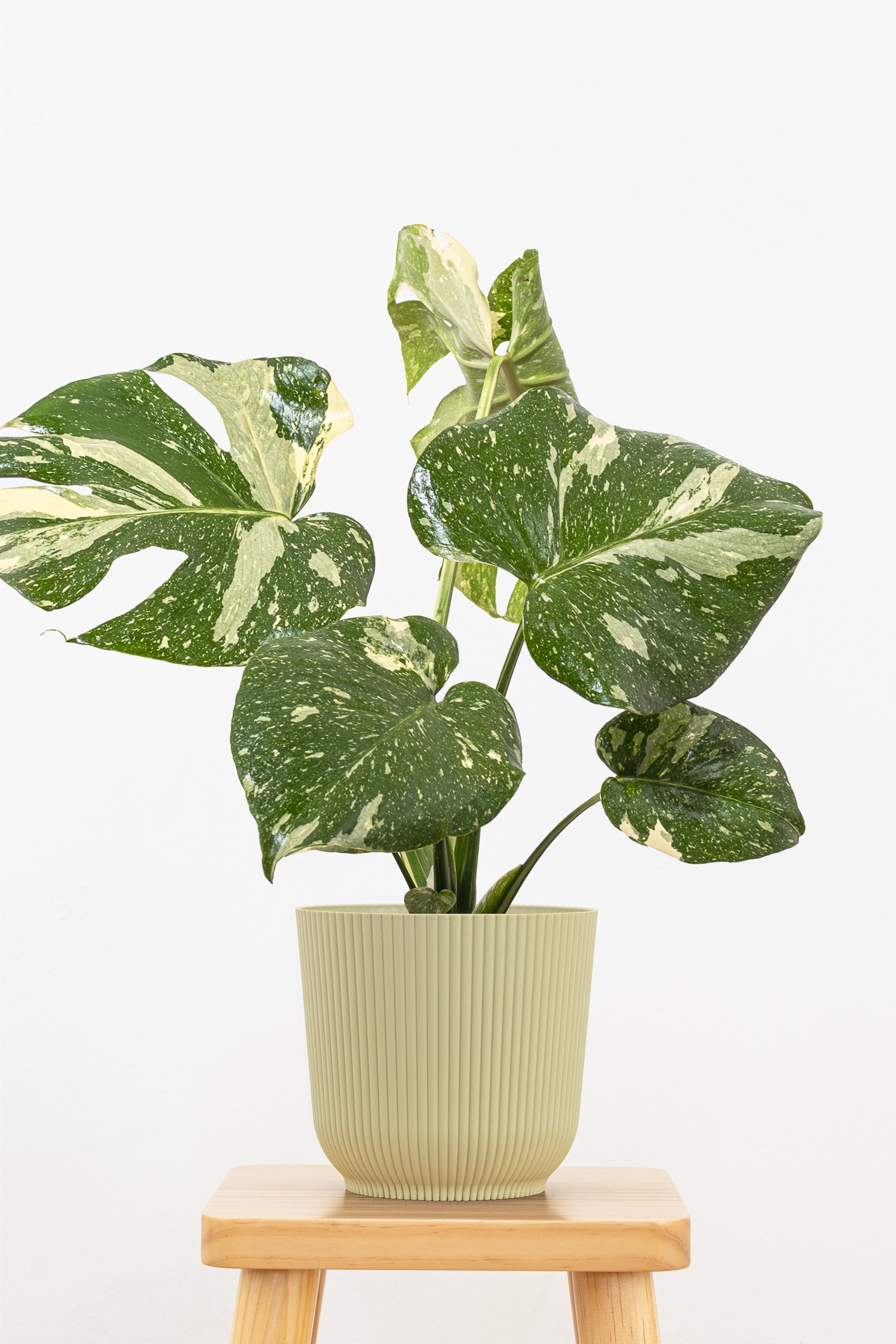 ⭐︎美株⭐︎ Monstera 'Thai Constellation' 4号 Monstera deliciosa Thai Constellation 4