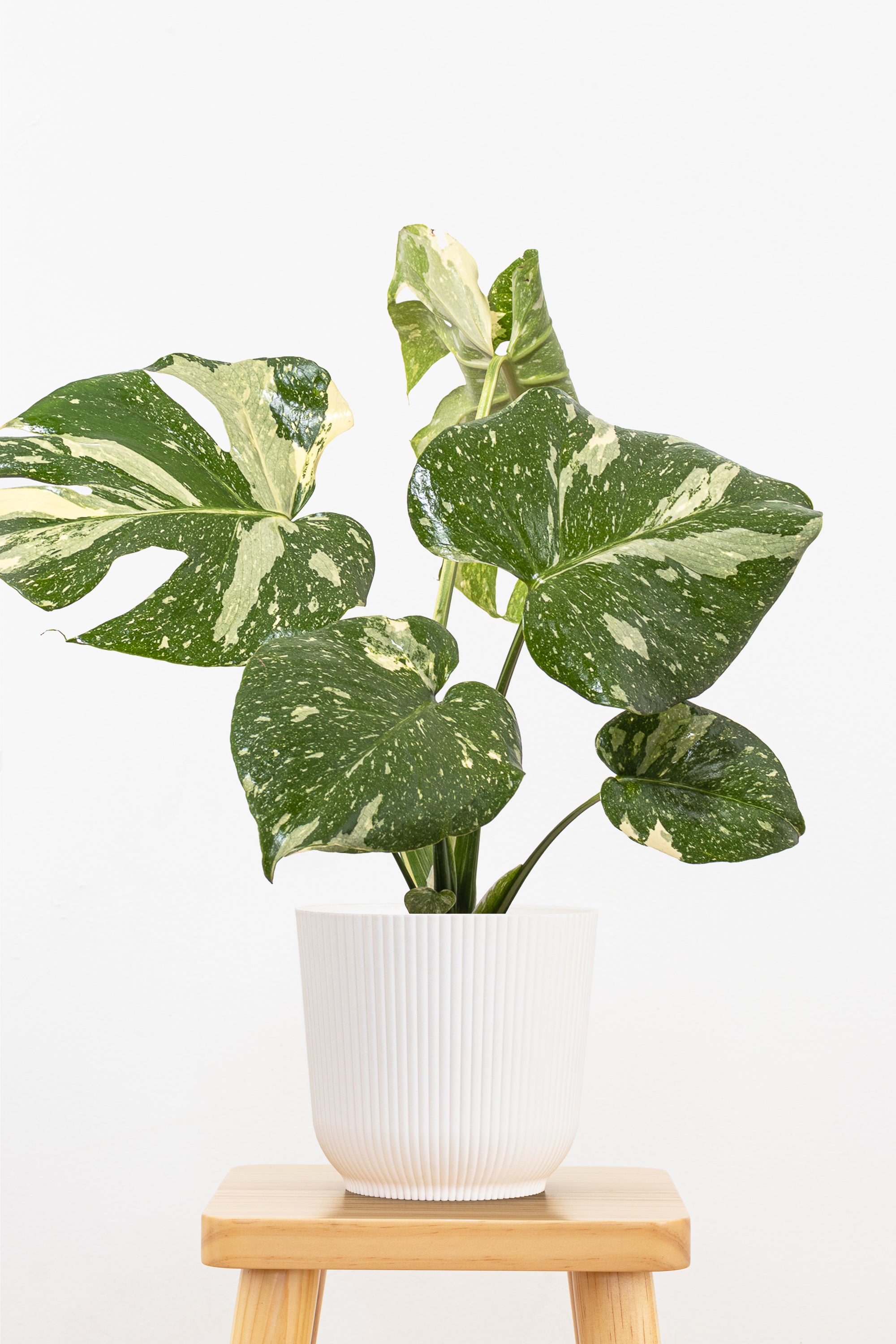 Thai Constellation Monstera Plant in 6-in Decor Pot