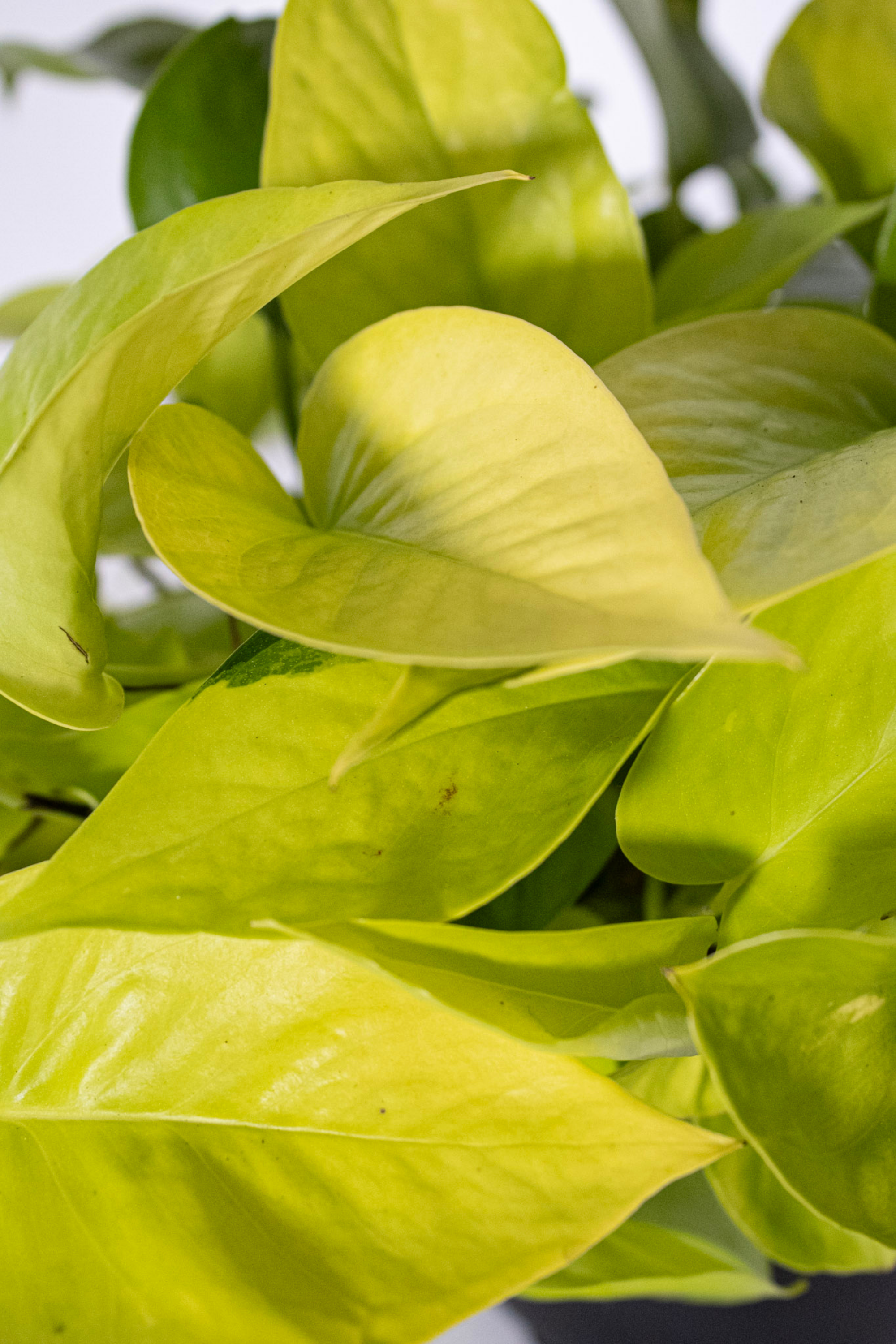 Neon Pothos