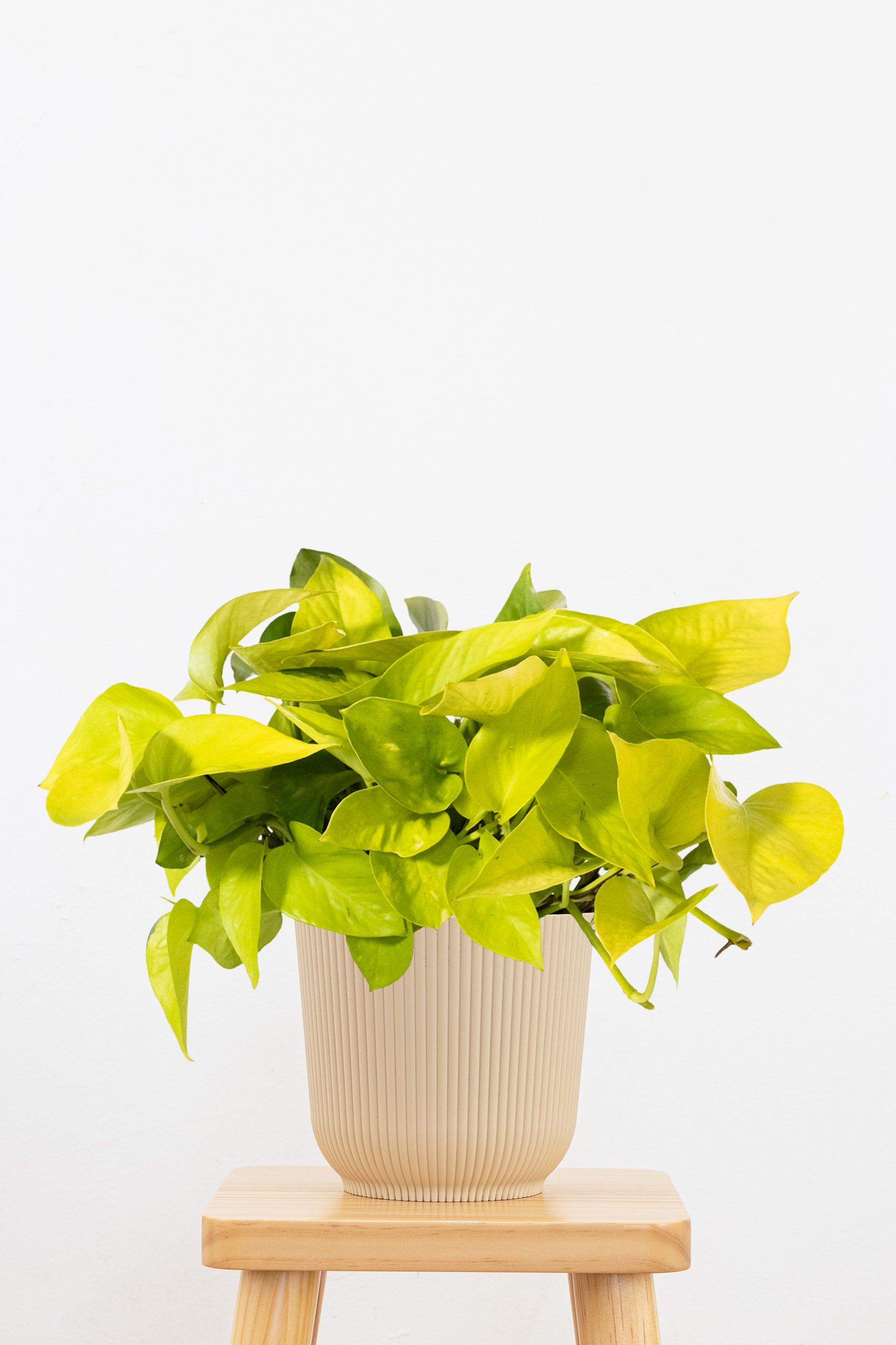 where to buy neon pothos Neon Pothos 6
