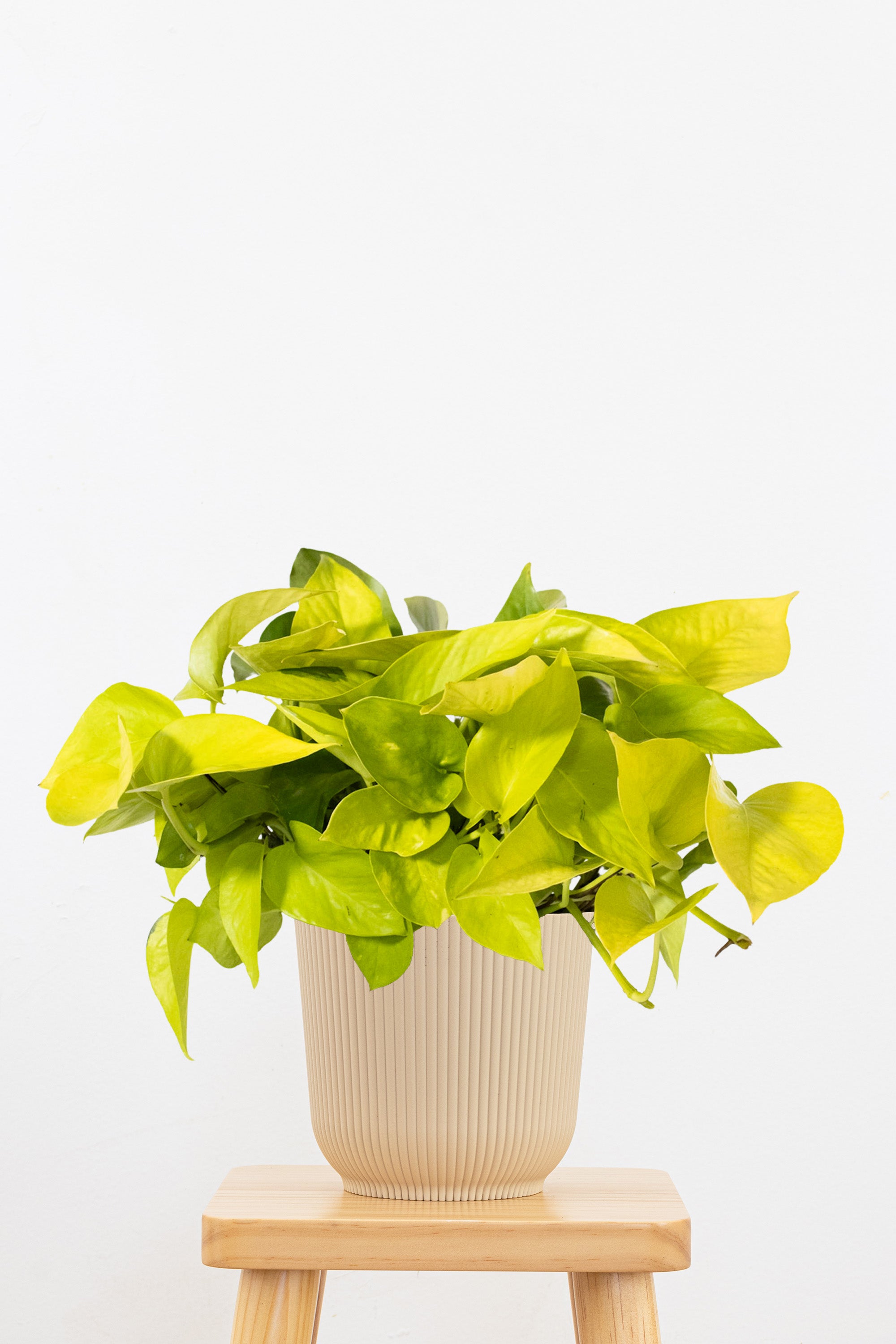Neon Pothos